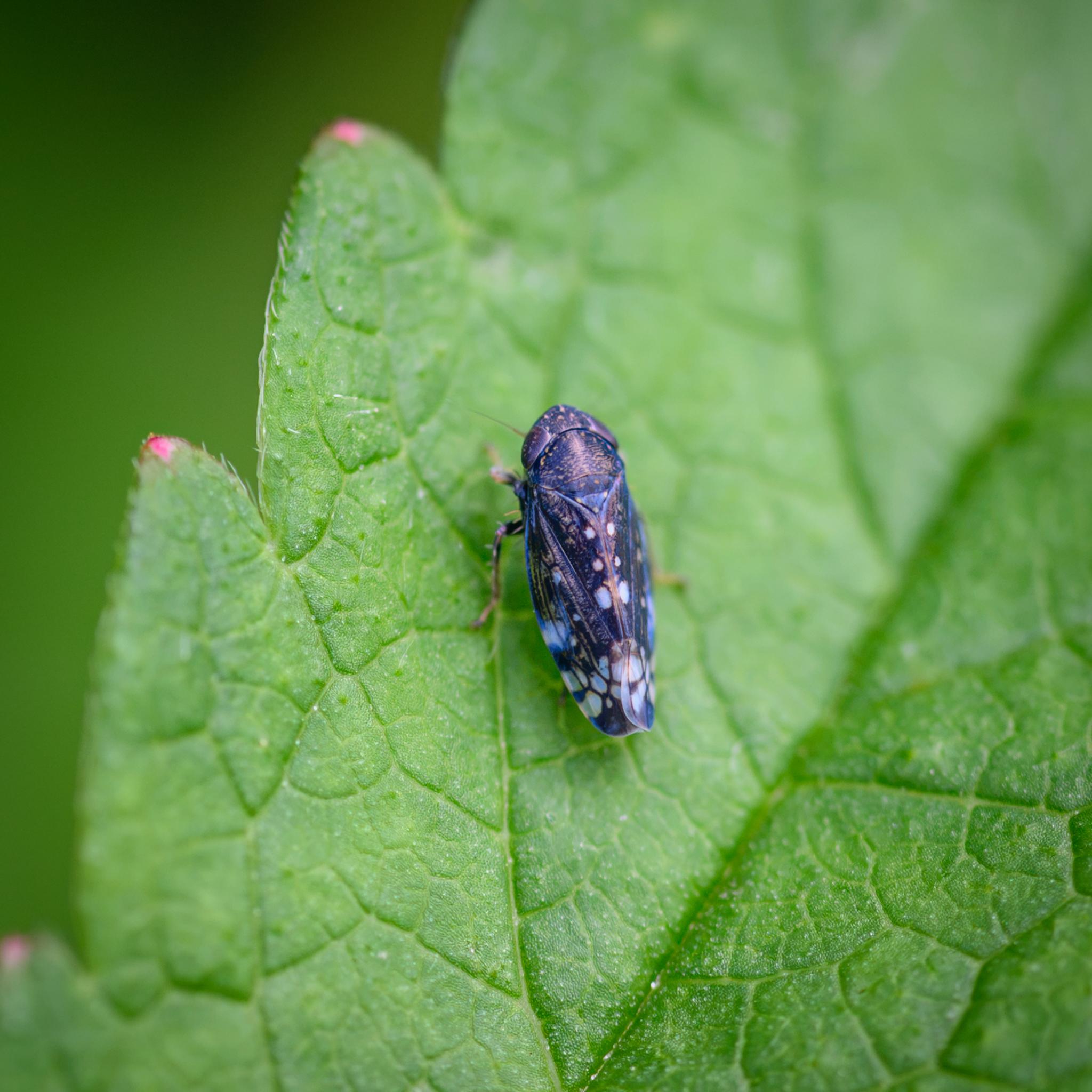The same leafhopper seen from above, showing the transverse yellow "wrinkles" on the pronutum, three yellow dots on the scutellum, and then a symmetric pattern of three pairs of blue-white spots down the ridge of the wings, with a window pattern of larger blue-white patches framed in black further along the wings. There are patches of blue on the wings too.