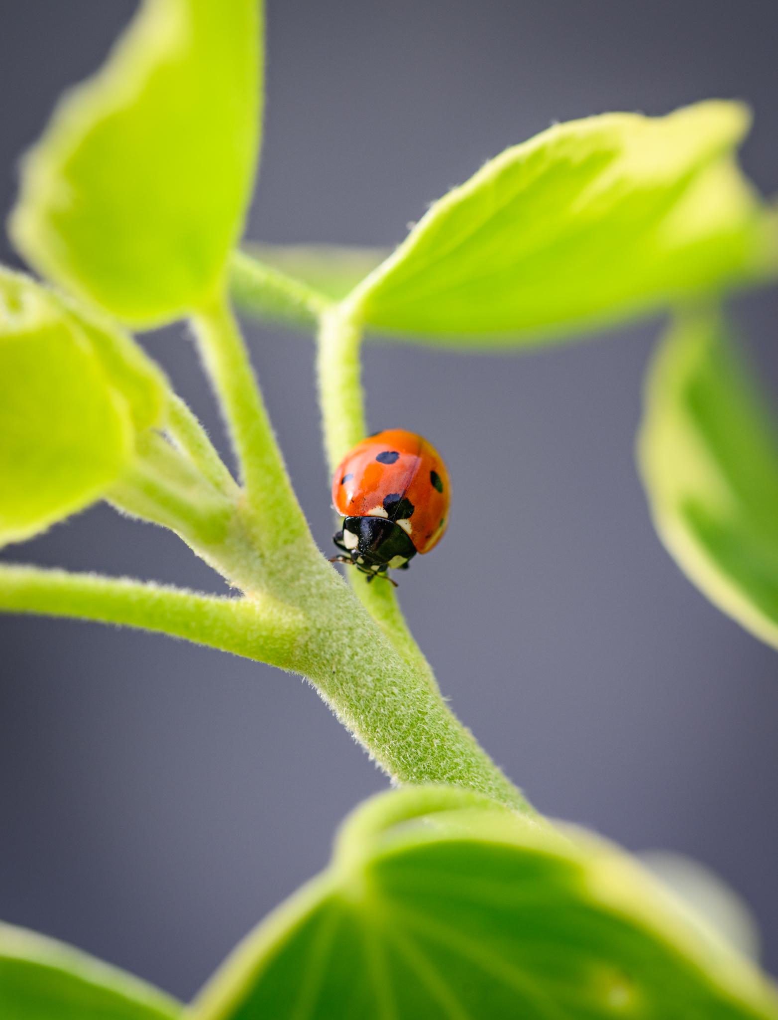 A ladybird seen from above and head-on walking down a fuzzy ivy stem, surrounded by backlit green ivy leaves. The ladybird has a mostly black head and pronutum with white patches, and  red wing covers with seven black spots.