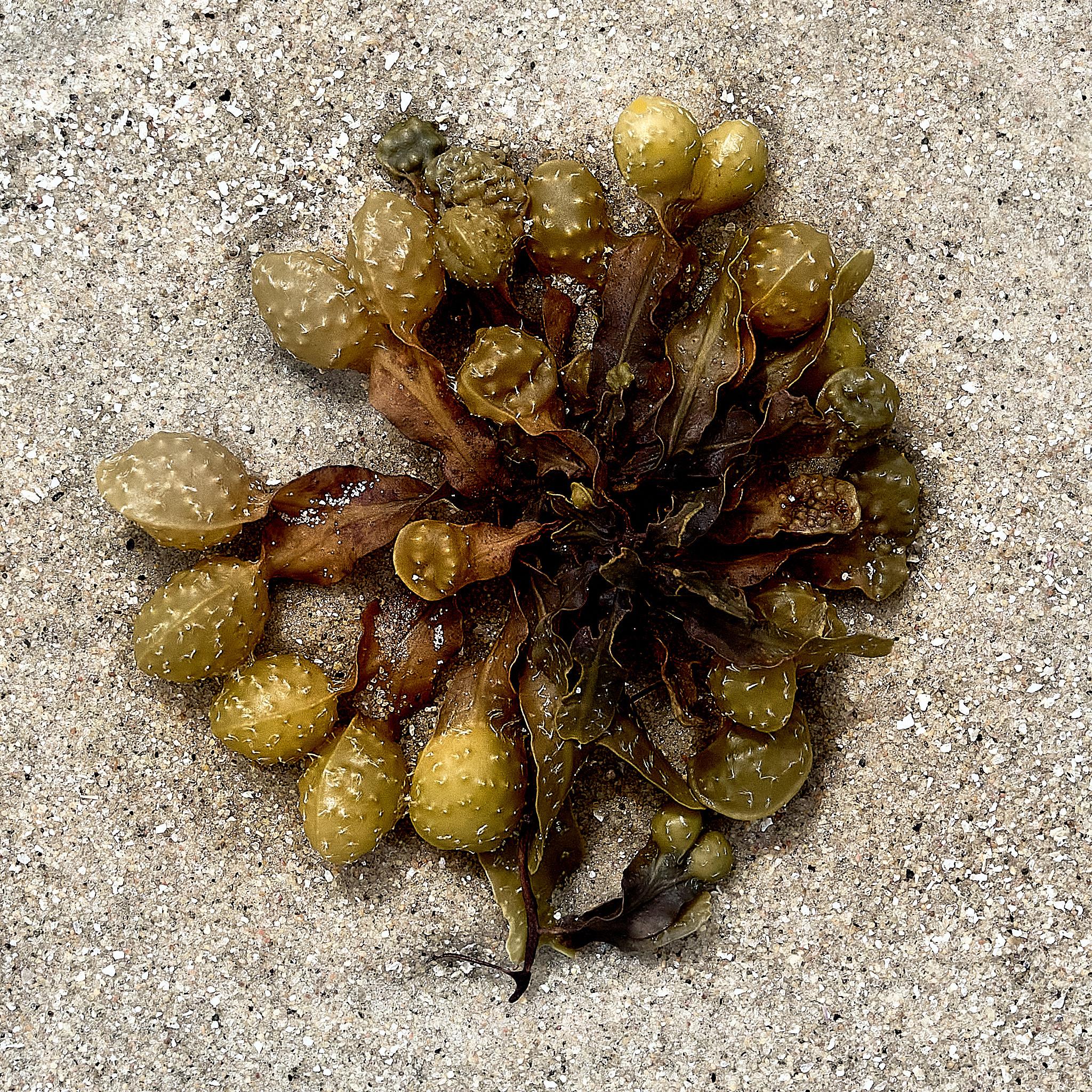 A cluster of bladder wrack seaweed is resting on a sandy surface. The seaweed has a mix of green and brown colors, with bulbous, air-filled bladders visible. The background is a light sandy texture, with no other objects or features present.