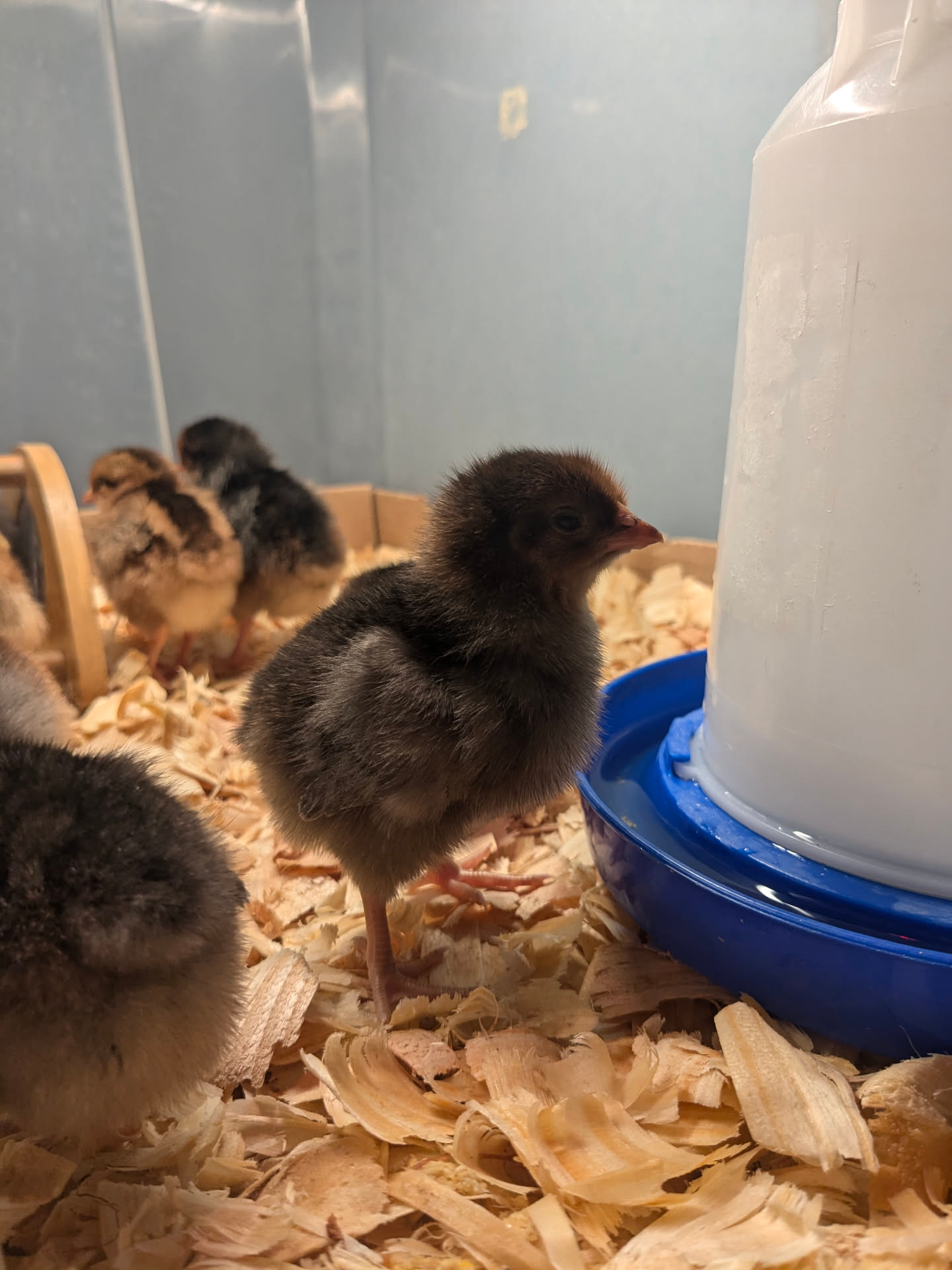 A group of fluffy baby chicks on straw bedding inside a wooden enclosure, with a large white water bottle on a blue base in the foreground.