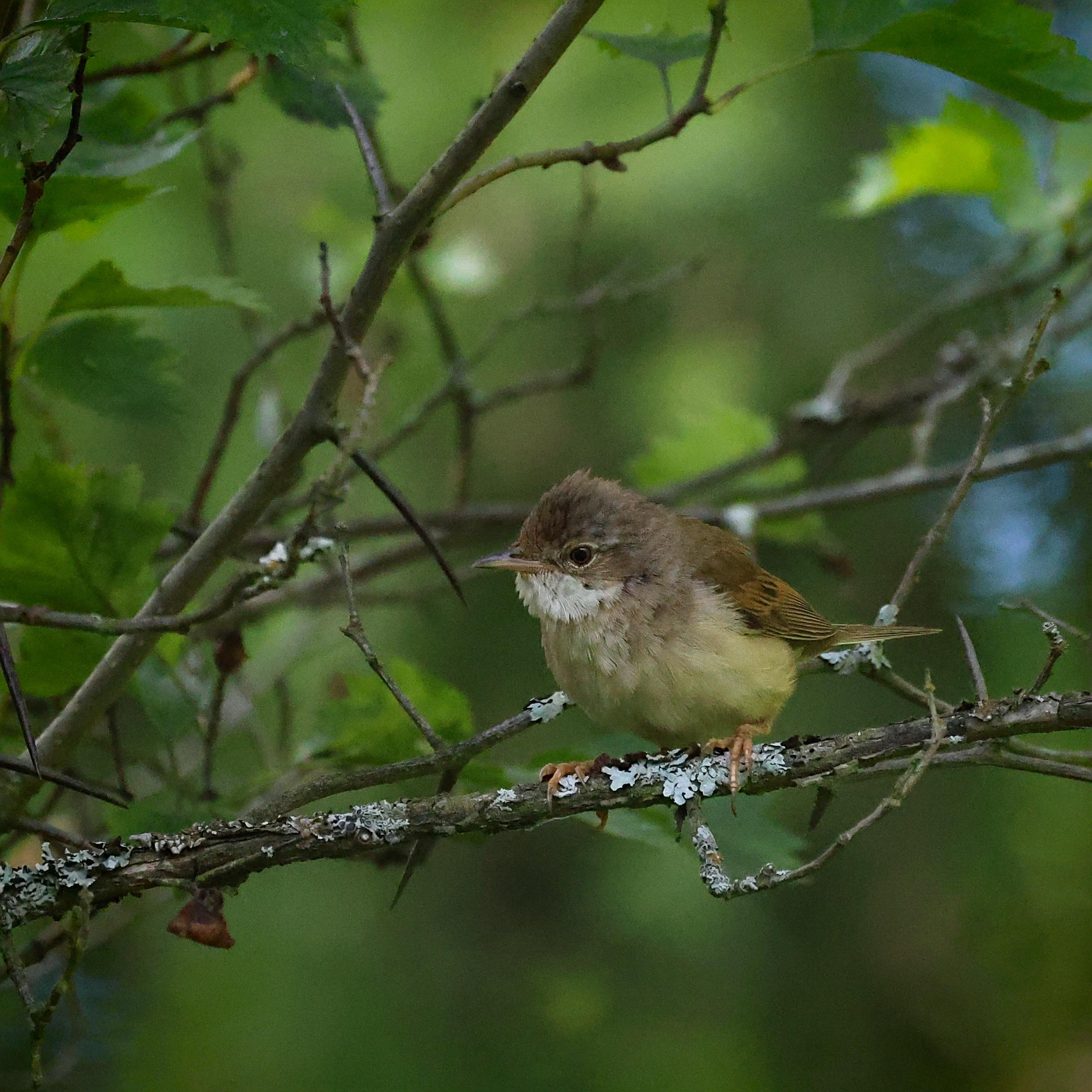 A small bird sits among the branches of a small hawthorn bush. Its brownish-green plumage almost blends with the foliage, while its paler breast stands out slightly in the shade. The branch on which the little bird has settled is covered with patches of lichen, which breaks up the overall green background.