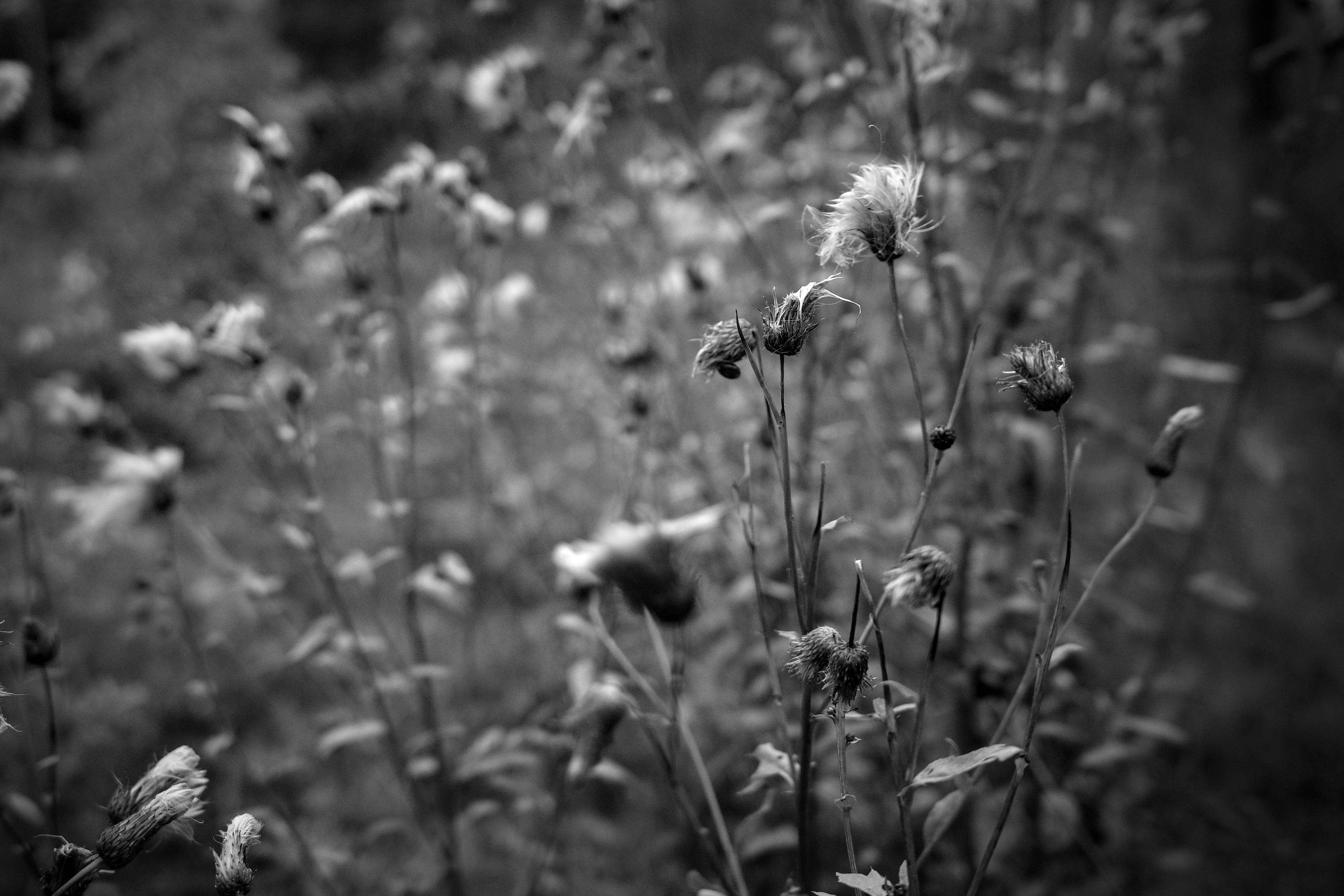 This black-and-white photograph captures a close-up of thickets of faded plants. In the center and right part of the frame are several stems with dry, tousled buds, resembling the fluffy heads of sow thistle or thistle. The shallow depth of field isolates them from the background, which turns into a soft, blurred space of similar silhouettes and stems. The plants have already bloomed, and their seeds are ready to scatter in the wind. The image conveys a feeling of late summer, light melancholy, and the quiet, almost graphic beauty of fading nature.