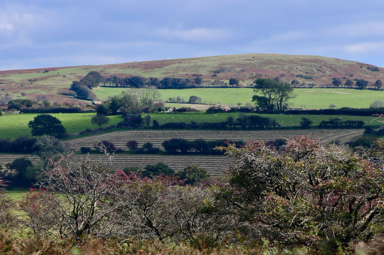 Late hayfields and the tops of hawthorn trees