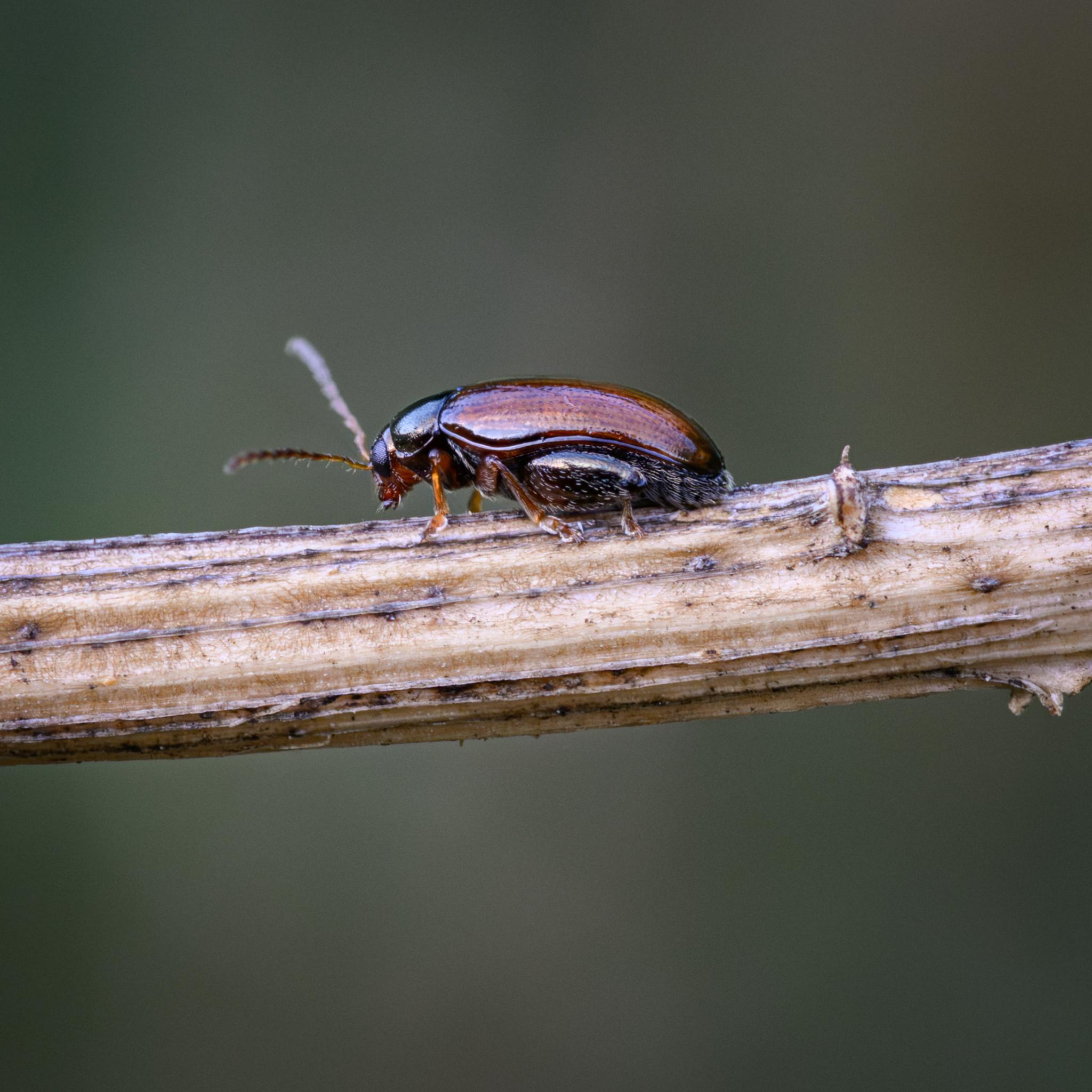 The same beetle, again seen from the side, but slightly turned away from the camera at the head end. The same general features are seen, along with some details in one of the antennae, which have many V-shaped segments and some fine white hairs. The underside and end of the abdomen is seen, also covered in many fine white hairs. The sinuous curve of the lower edge of the elytra is clear, coming down from the pronutum, then rising up again over the chunky femora, before descending to the tip of the abdomen.
