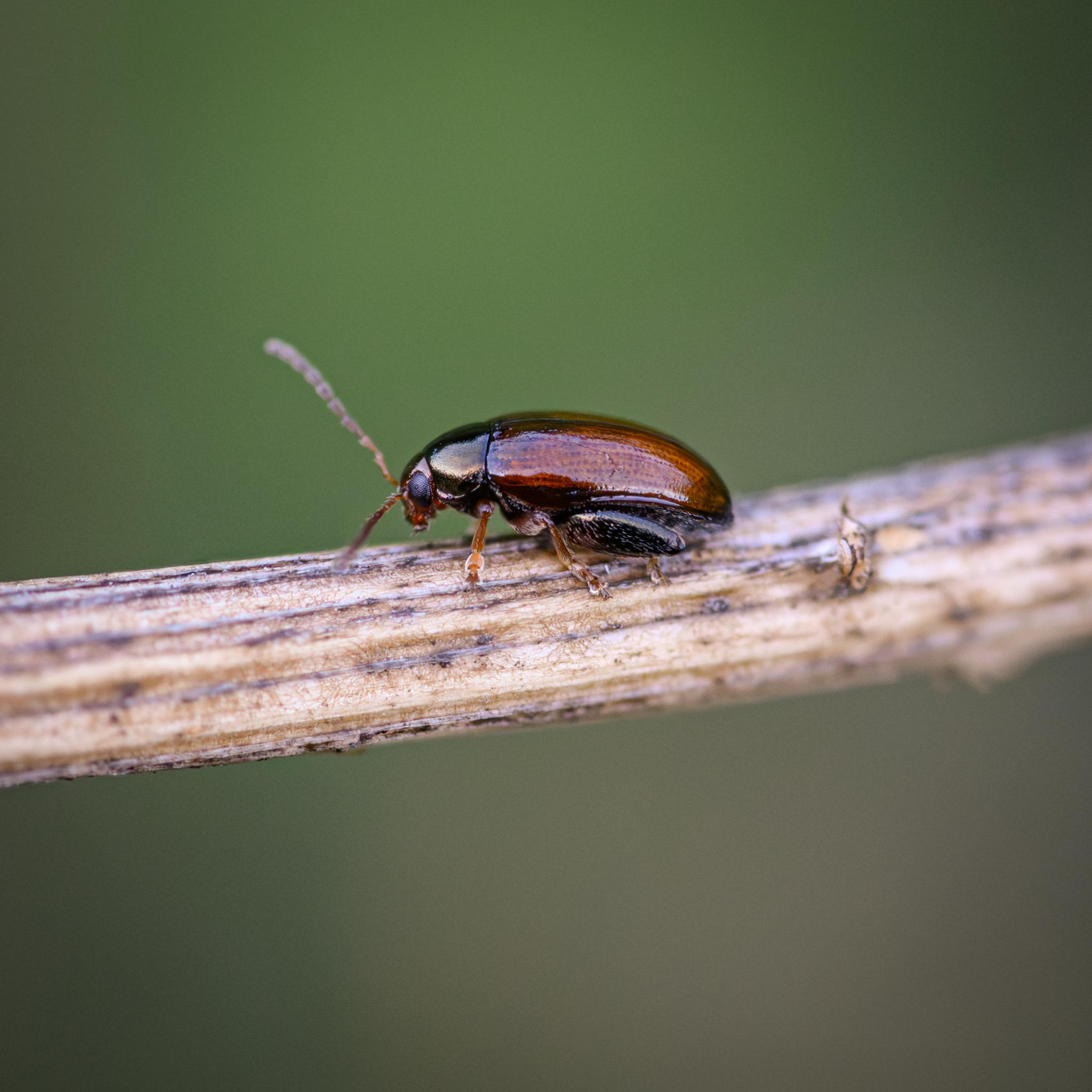 A view from a slightly elevated perspective, albeit still side on. The difference between the dark brown-green pronutum and the paler brown elytra is well see.