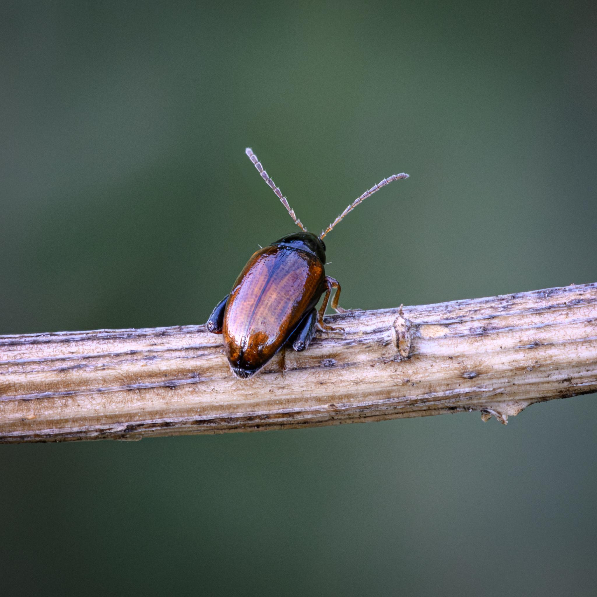 Finally, a view from behind and above, showing how the elytra taper to the hairy end of the abdomen, which sticks out slightly beyond the wing covers. The pale brown colour of the wings under the elytra is clearly seen, apart from the region near the back of the pronutum, where there is a darker V-shape. The dark, heavy femora are seen well from behind, as are the thick multi-segmented antennae.