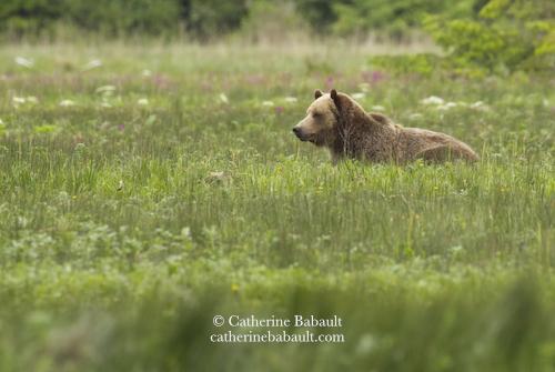 A light brown grizzly sow in a lush meadow with tall green grass, pink and white wildflowers. She looks away to something outside the frame. We can only see her back, shoulders and head because the grass is tall.