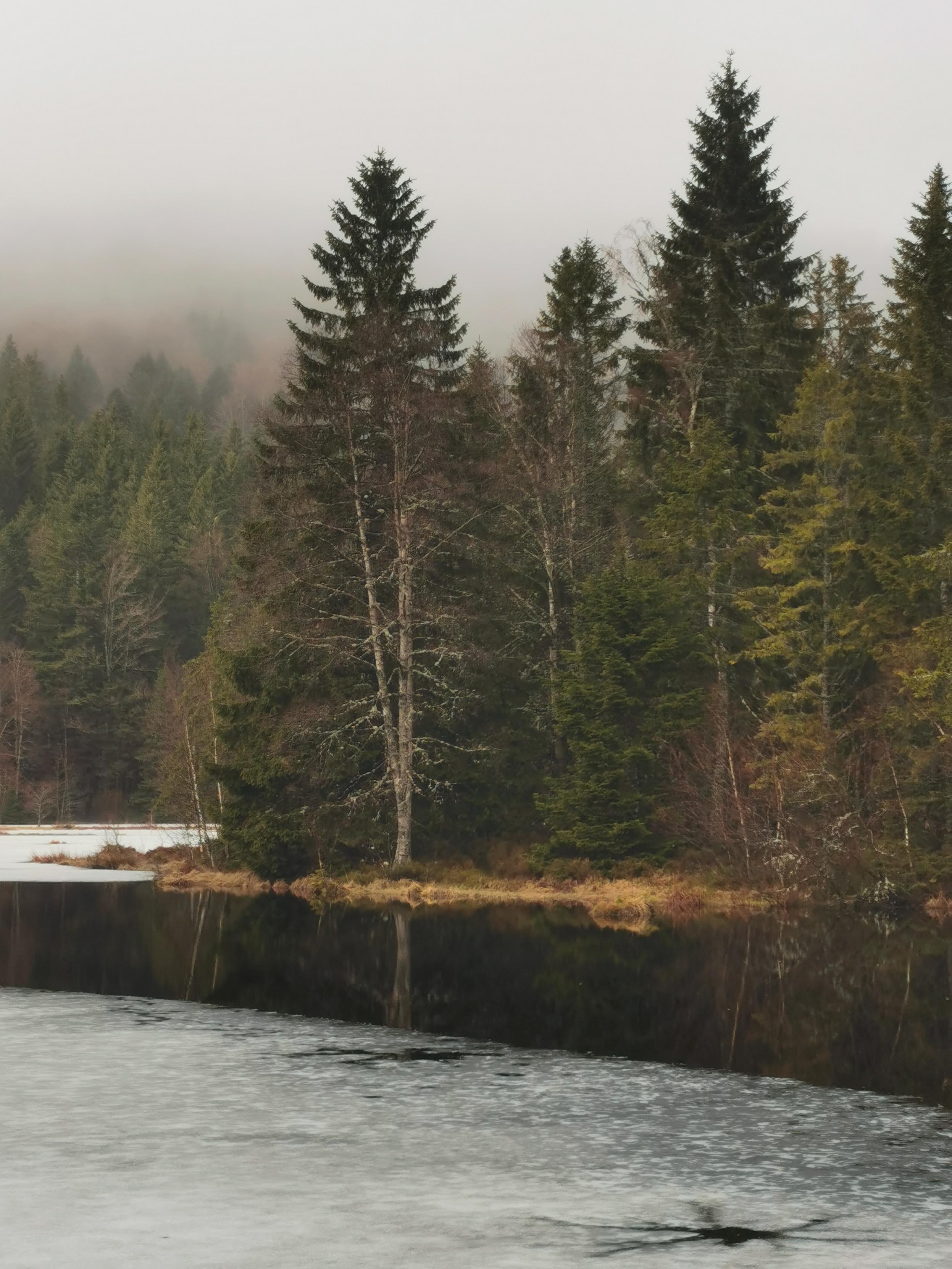 Dans les Vosges, sapins au-dessus d'un étang partiellement gelé.