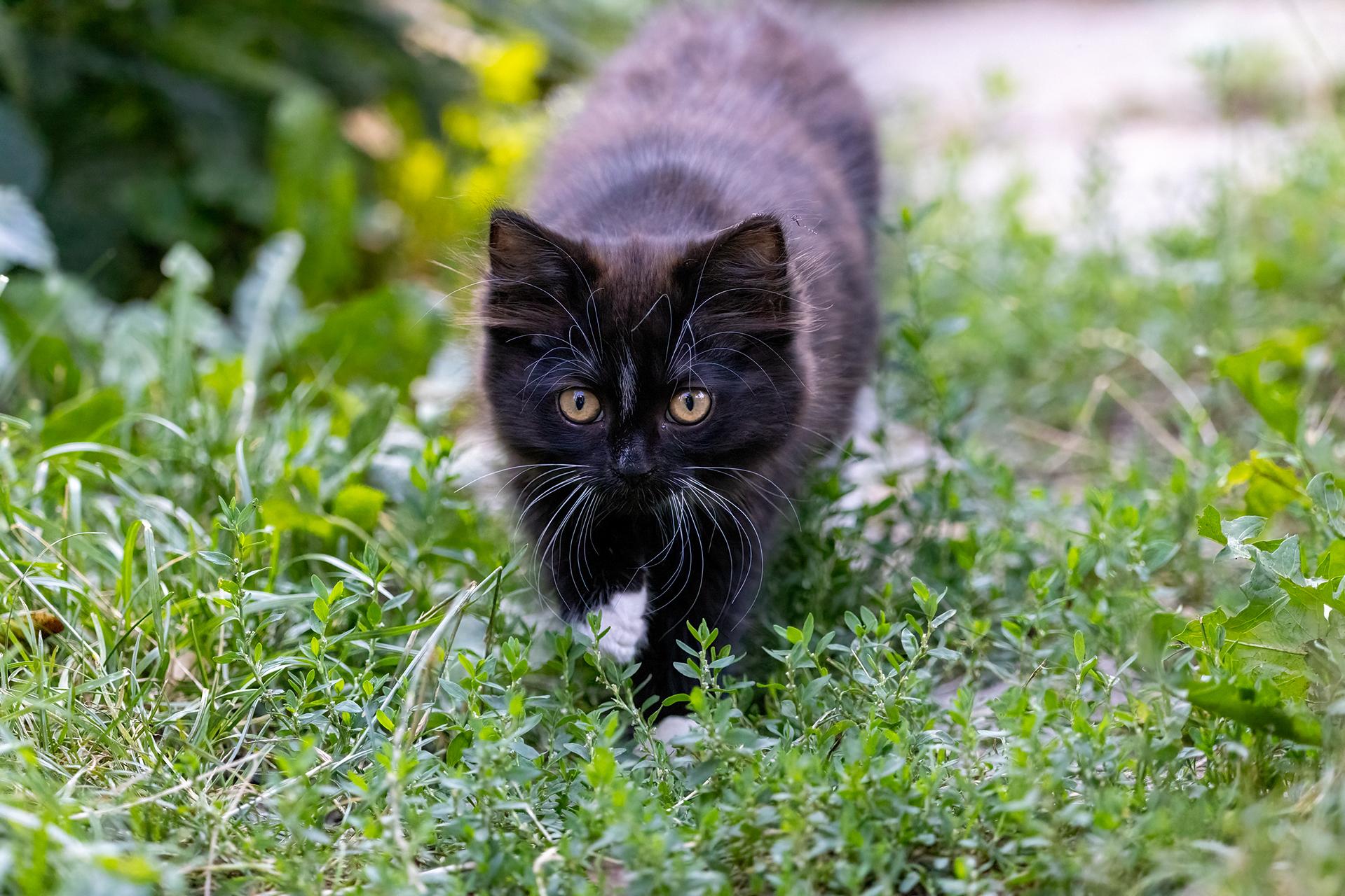 Your Daily Dose of Fluff 🐾🐱
We brought little Winnie in the night before last. The skunks and racoons are getting ridiculous this time of year and the skunks in particular were getting very close to her while raiding her food dish.