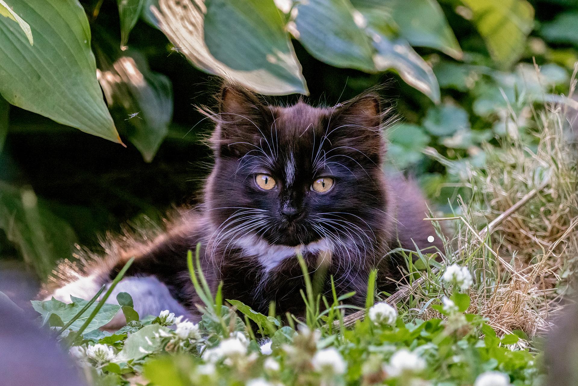 Your Daily Dose of Fluff 🐾🐱
We brought little Winnie in the night before last. The skunks and racoons are getting ridiculous this time of year and the skunks in particular were getting very close to her while raiding her food dish.