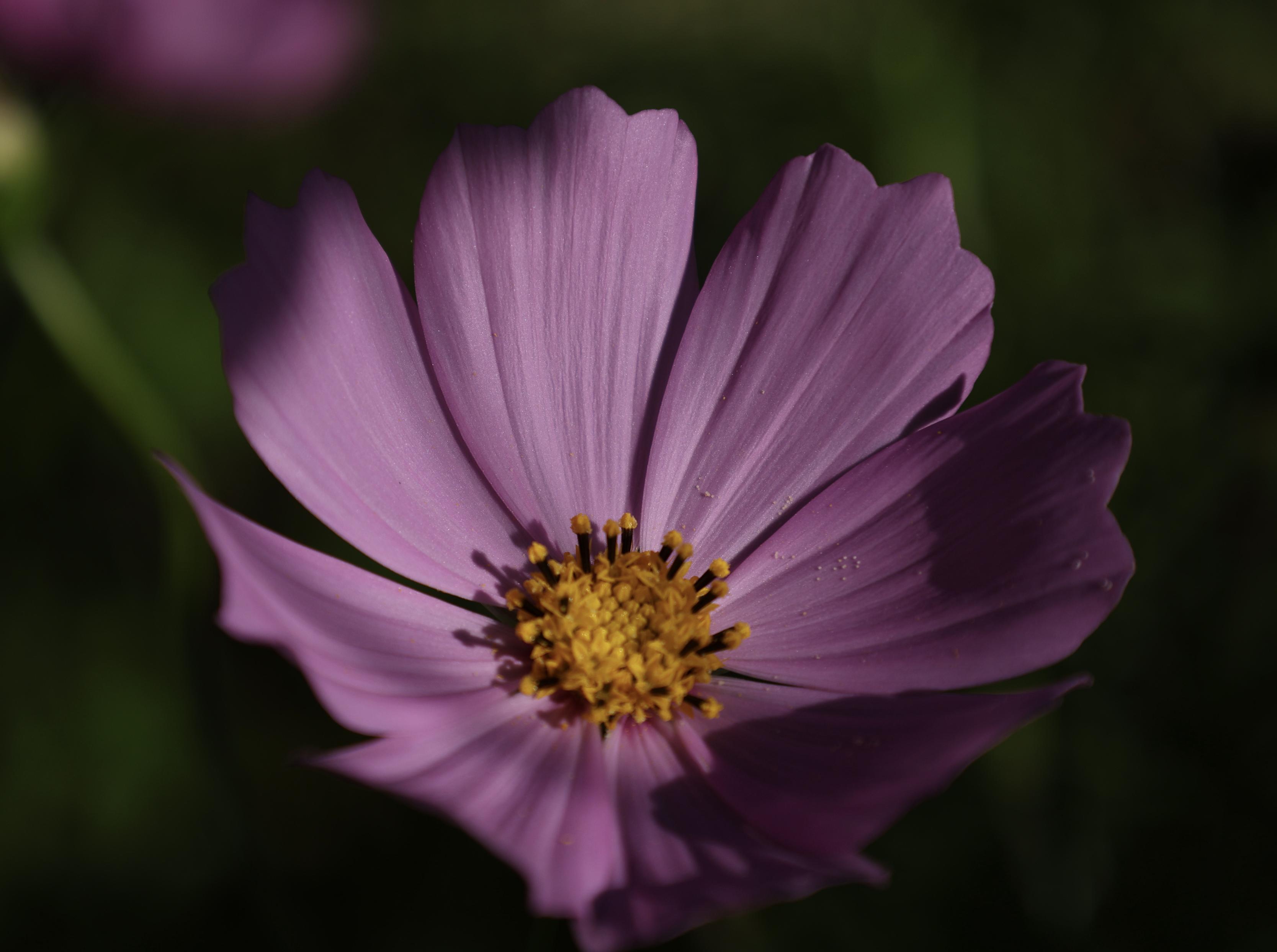 This is a landscape format photo taken in the summer of a wildflower that was growing near the entry point for a hiking trail. The flower has a yellow coloured centre and lavender coloured petals. The background is blurred and is mostly green.