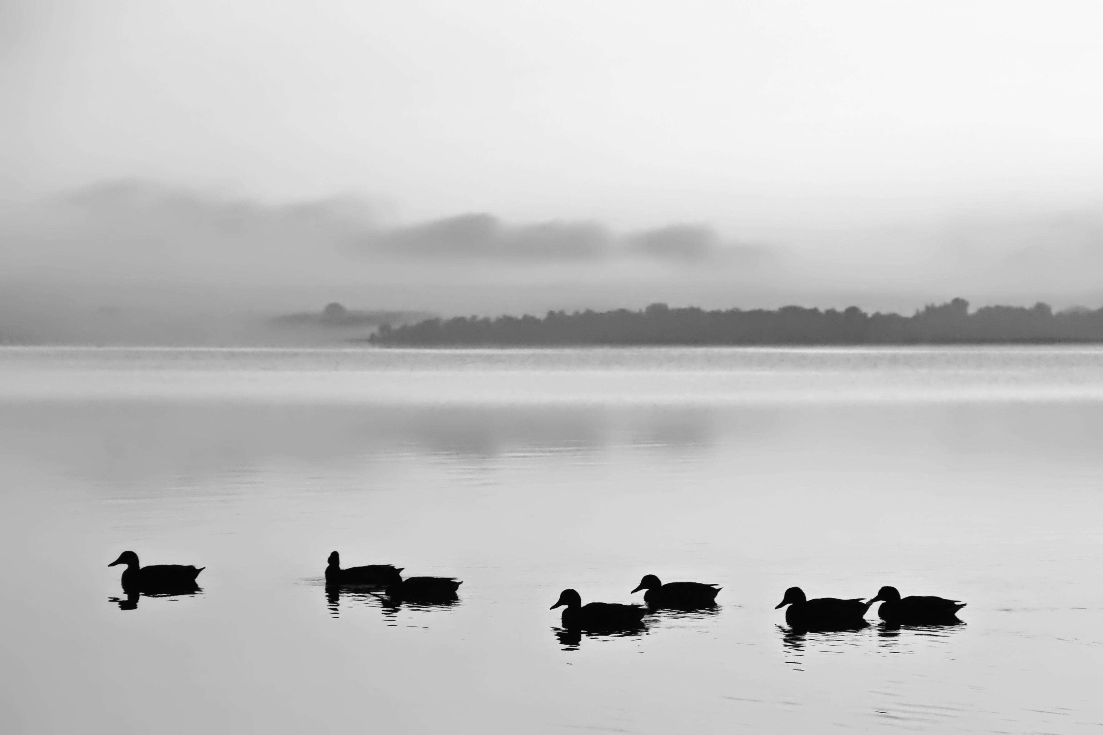 Schwarzweiss-Foto einer Gruppe Enten zum Tagesanbruch auf der Schlei. Das gegenüberliegende Ufer hängt noch im Morgennebel. Das Gegenlicht sorgt dafür, dass die Wasservögel nur als Silhouetten zu sehen sind.
