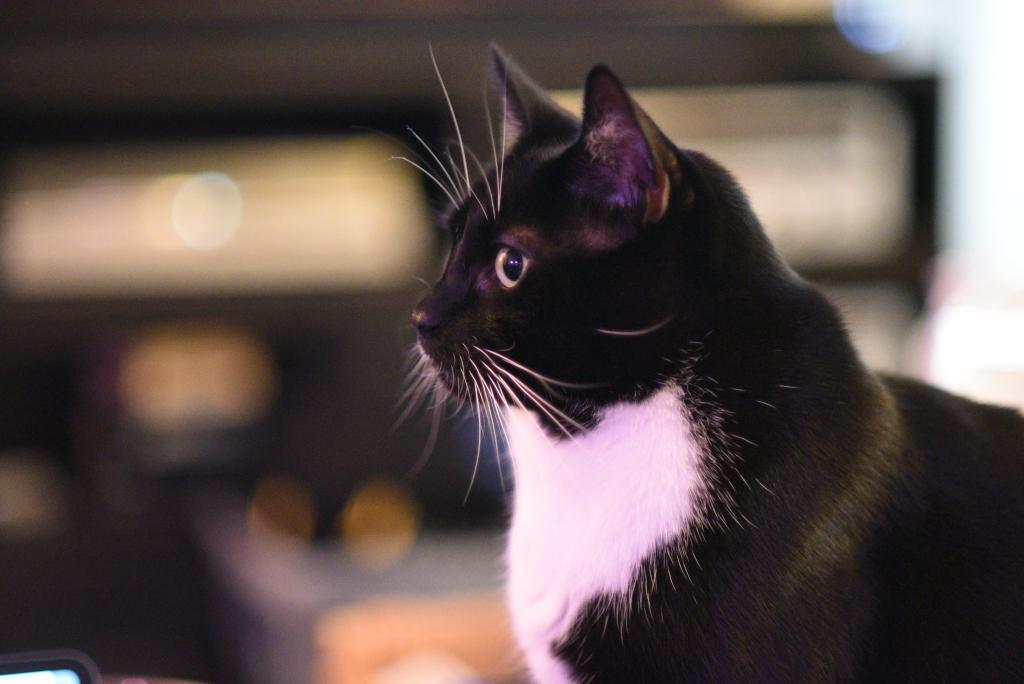 A head and shoulders portrait of a tuxedo cat staring intently off camera.