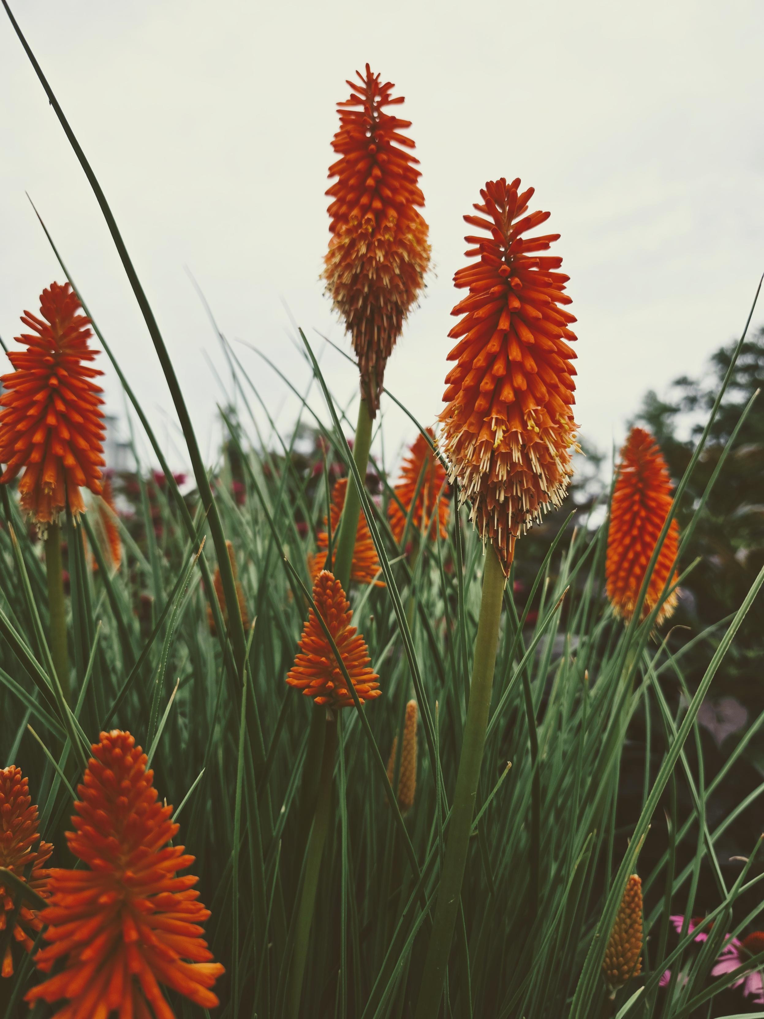 Red Hot Poker