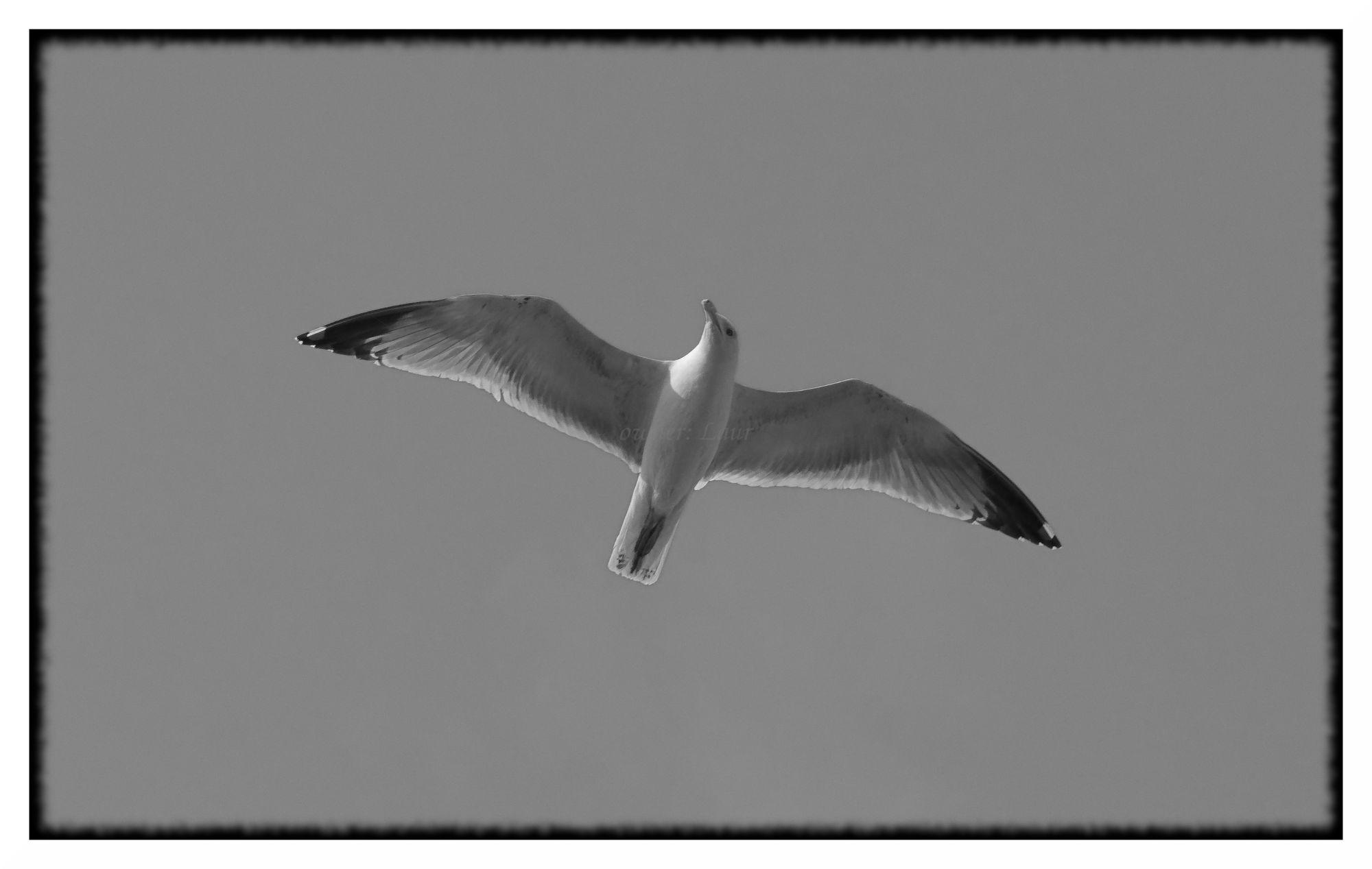Bird, monochrome, photo