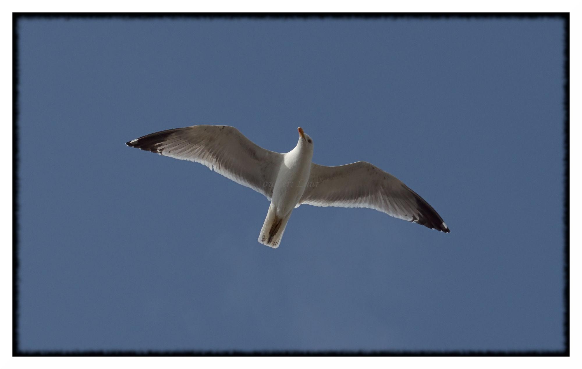 Bird, color, photo