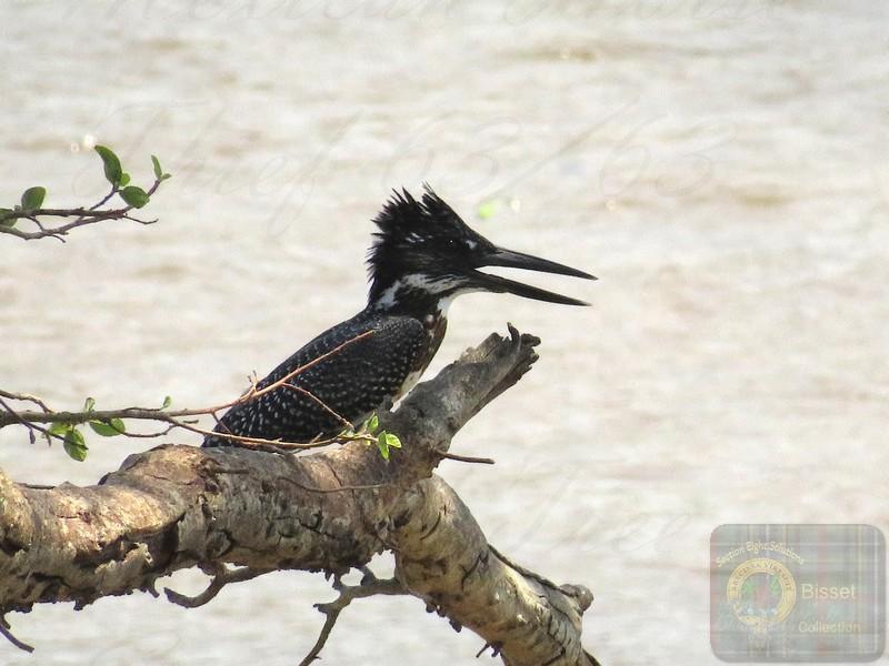 Giant Kingfisher sitting on the banks of the Crocodile River, Kruger National Park. South Africa.