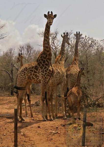 Short Walks along the Marloth/Kruger fence. The Giraffe were on our side.