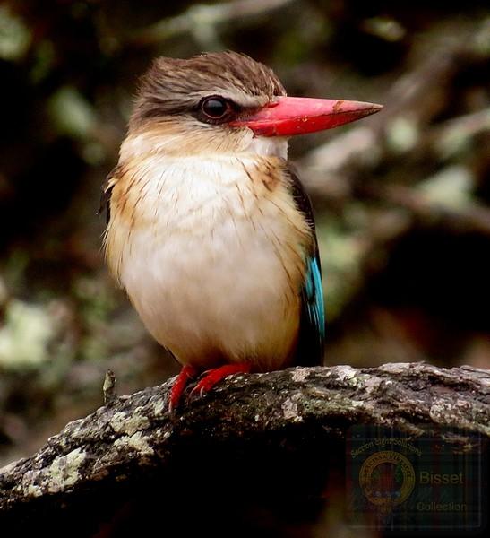 Tiny bird