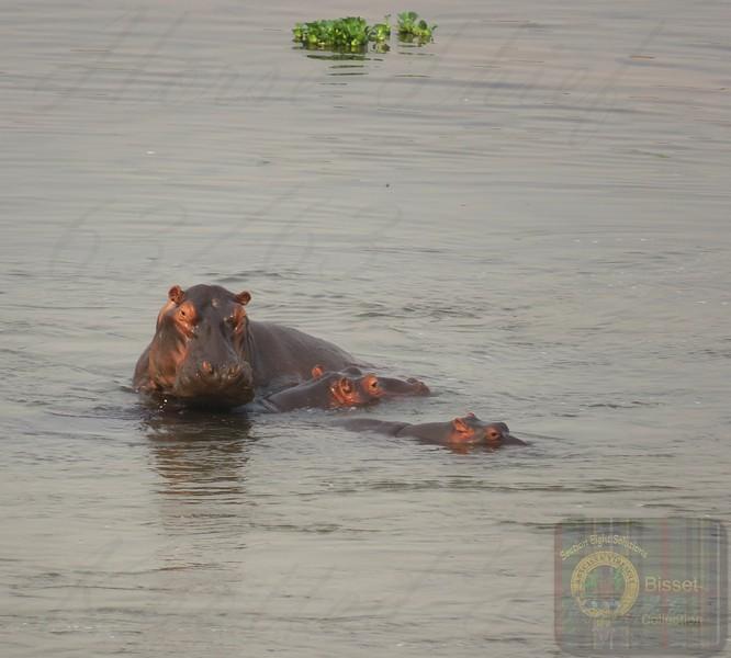 Hippo and baby