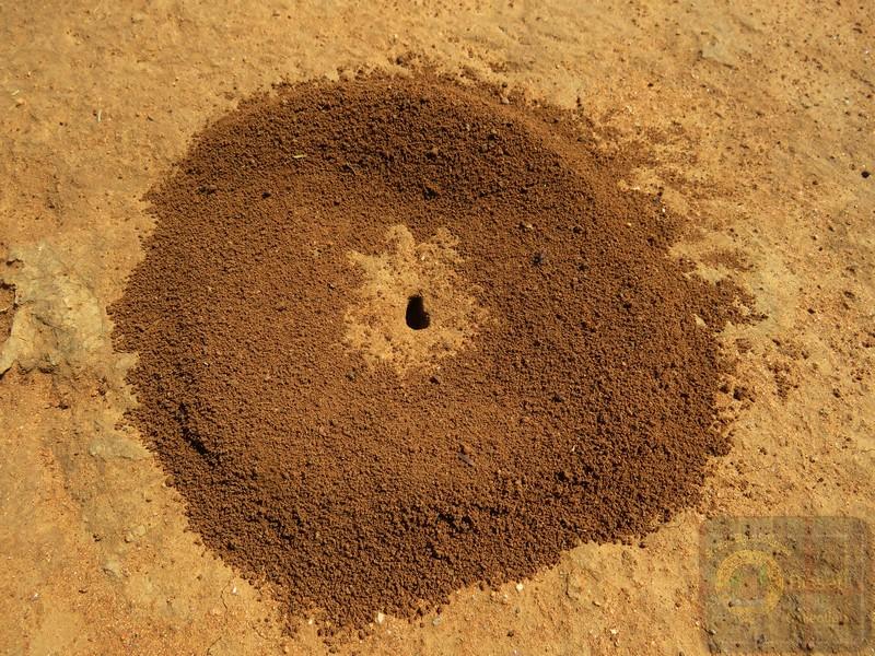An Ant hole