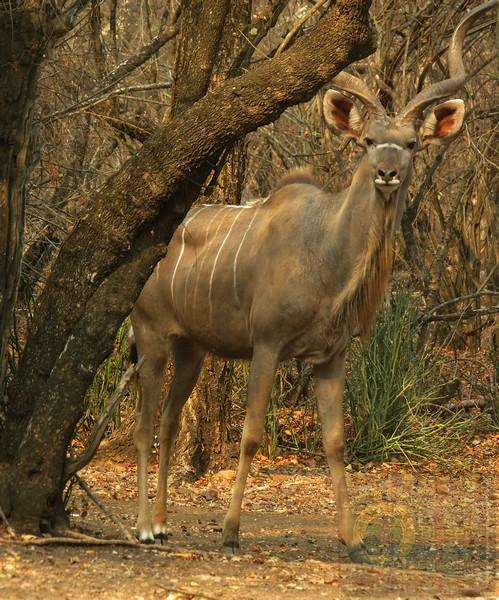 BIG buck