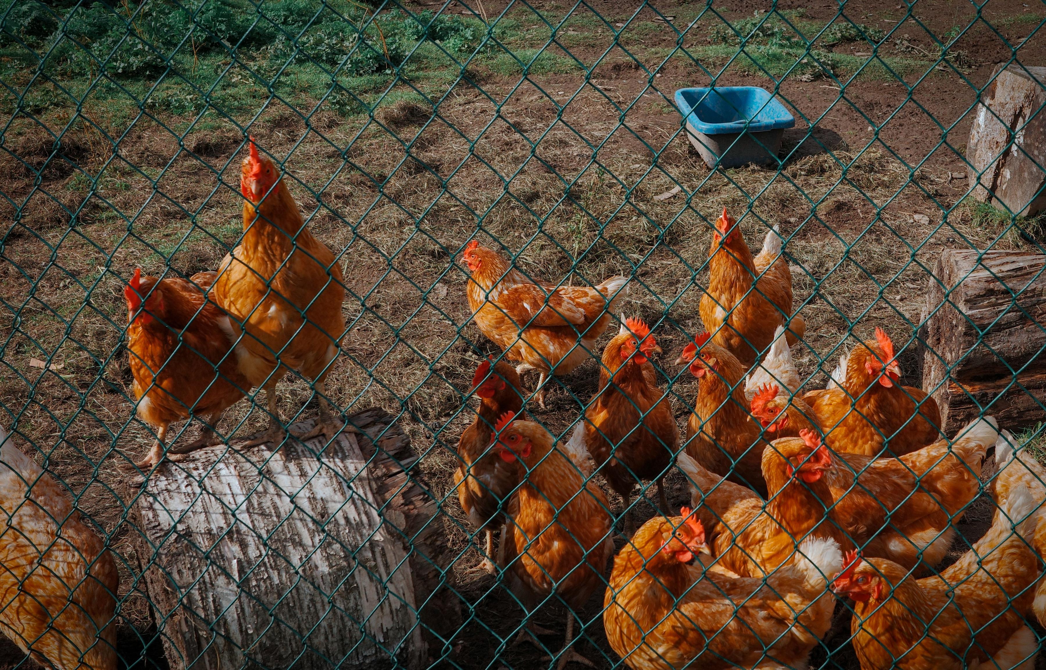 This color photograph captures a flock of ginger hens in a village yard. The shot is taken through a metal chain-link fence, which overlays the entire composition, creating a characteristic geometric pattern. The hens, illuminated by bright sunlight, have gathered on dry, straw-covered ground. In the left part of the frame, one hen sits on an old log and looks directly into the lens. On the right is a large group of birds, turned in different directions. In the background, a log, a blue plastic water basin, and a strip of green grass along the edge of the yard are visible. The image conveys the atmosphere of a warm village morning, of simple, living, and highly textured everyday life.