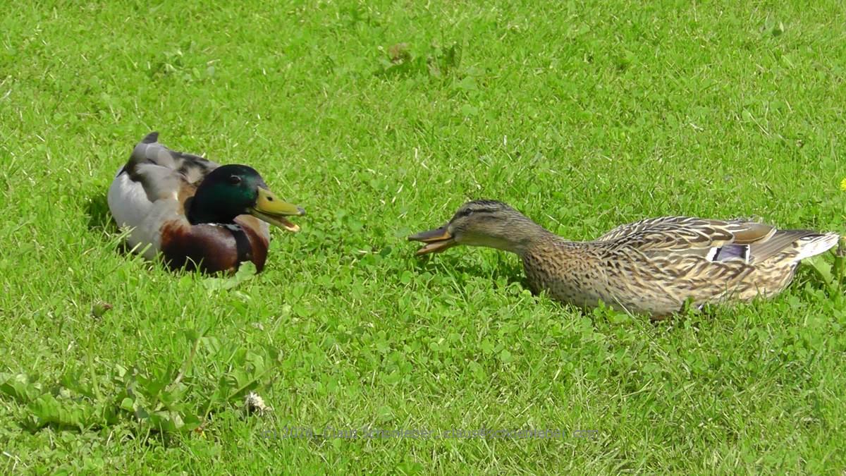 On a grassy meadow two ducks are quacking at each other. The left one, a male, is lying lazy on the grass, looking to its left and shows an opened beak. On the left side a female duck with a stretched neck in the direction of the male duck, lying also on the grass, is also seen with an opened beak quacking.

The male duck is showing a green colored head, brown-like chest and the rest of its body in shades of grey feathers. The female duck is overall colored in shades of light brown, turning to grey-ish and fading out to a light grey-ish white at the tail.

The pair appears to be discussing some relational issues. :-)