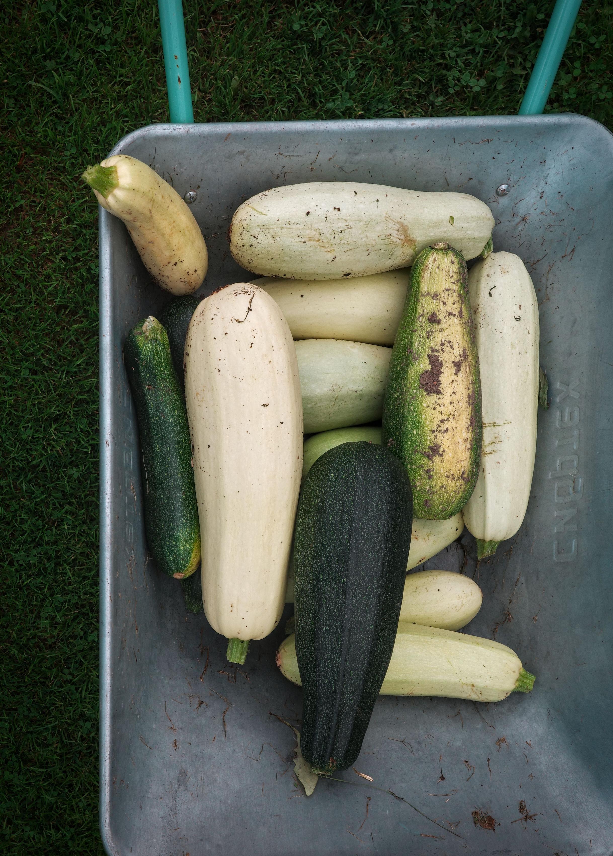 This color photograph captures a harvest of zucchini collected in an old metal wheelbarrow. The wheelbarrow stands on green grass, which is visible along the edges of the frame. Inside, on the scratched gray metal, lies a pile of vegetables: several large, light, almost white zucchini, one dark green, almost black fruit in the center, and one covered in spots and already beginning to turn yellow. The skin of the zucchini is covered with small scratches, dots, and traces of soil — they have just come from the garden bed. The image conveys the atmosphere of the end of the dacha season, the simple joy of a gathered harvest, and the honest, textured beauty of village life.