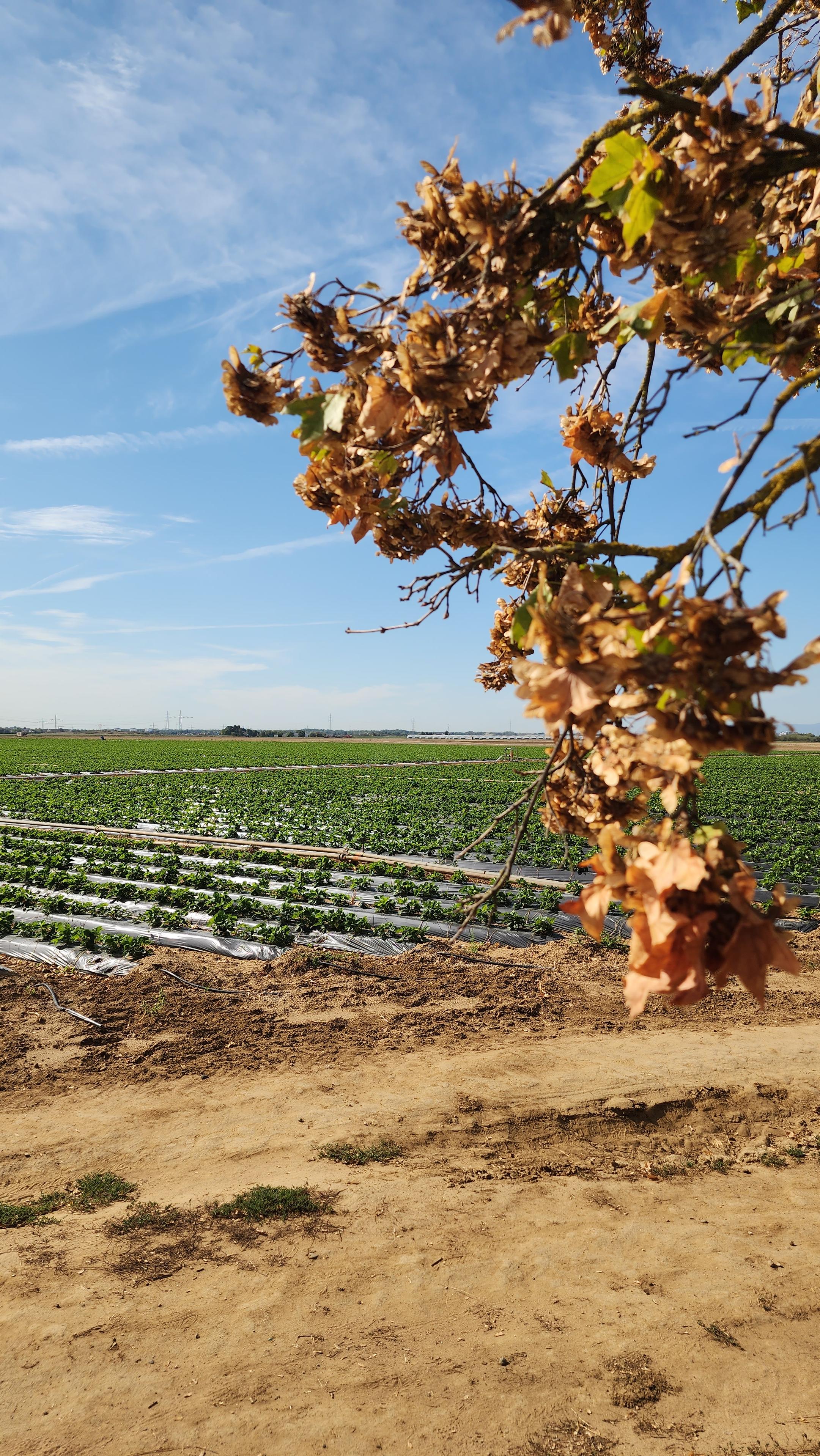 A strawberry field shortly before blooming. A branch with autumn leaves hanging, obscuring some.of the view of the field and blue sky with angwl-feather clouds.