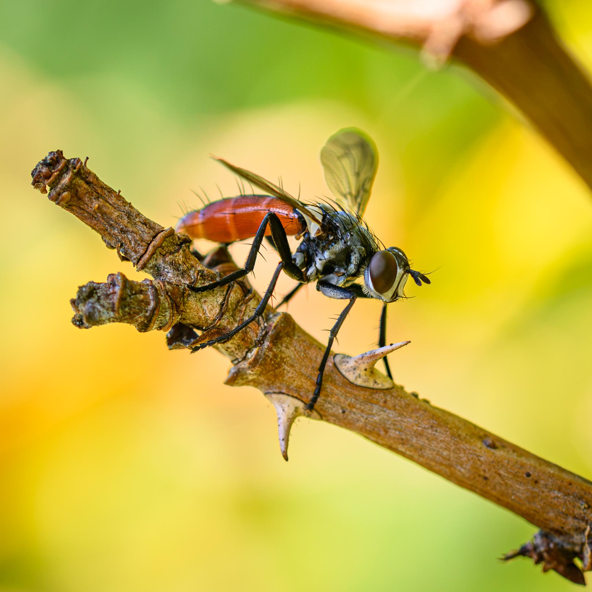 A large tachnid fly on a rose bush stem with several thorns. It is is the shade, seen in half profile against a sunlit yellow and green background that is out of focus. The fly has a white face with a black central section, red compound eyes, and some white hairs below. The antennae are black. The thorax is a patchwork of grey and black with many long black bristles on top. The legs are mostly black and bristly, with grey undersides on the femora. The abdomen is orange with a black band at the top, and has many short black hairs and long black bristles. It is mostly out of focus in this shot. The wings are also out of focus, but are clear grey.