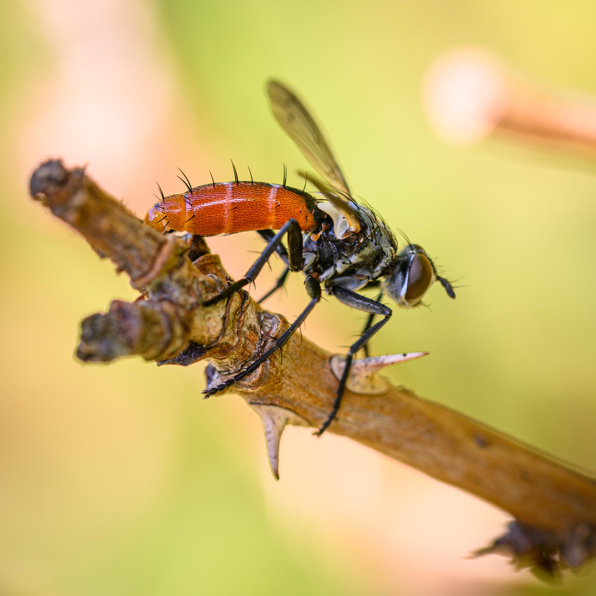 A side-on picture of the same fly in the same setting, but now with the orange abdomen in focus, showing the many short black hairs and the black bristles along the top of the tergites, as well as on the sides towards the end. The black band at the top of the abdomen is seen to extend along the top of the second tergite and slightly into the third. Hints of grey-white bands are seen at the ends of the second and third tergites, on the dorsal side.