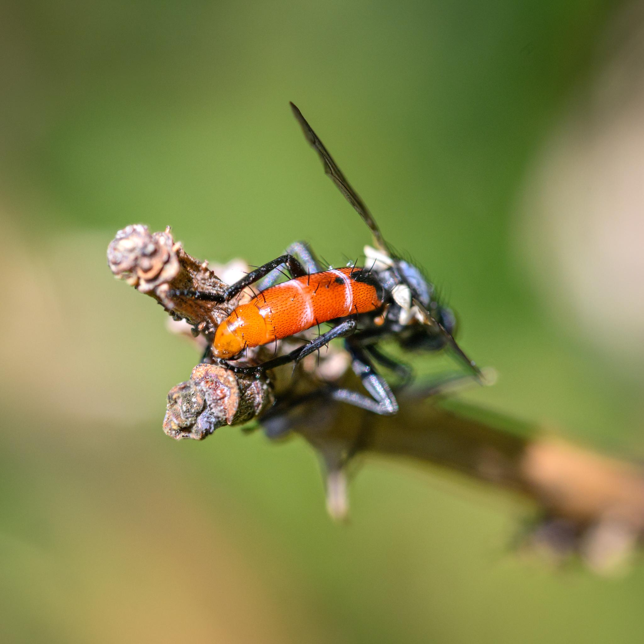 A view from behind and above, now in sunlight, showing the orange cylindrical abdomen with its many fine black hairs and much thicker, longer black bristles. The grey-white bands on the dorsal sides of T2 and T3 are seen, as is the longitudinal black stripe that extends the the edge of T2, with a brief extension into T3. The tip of the abdomen remains orange, identifying this as Cylindromyia bicolor.