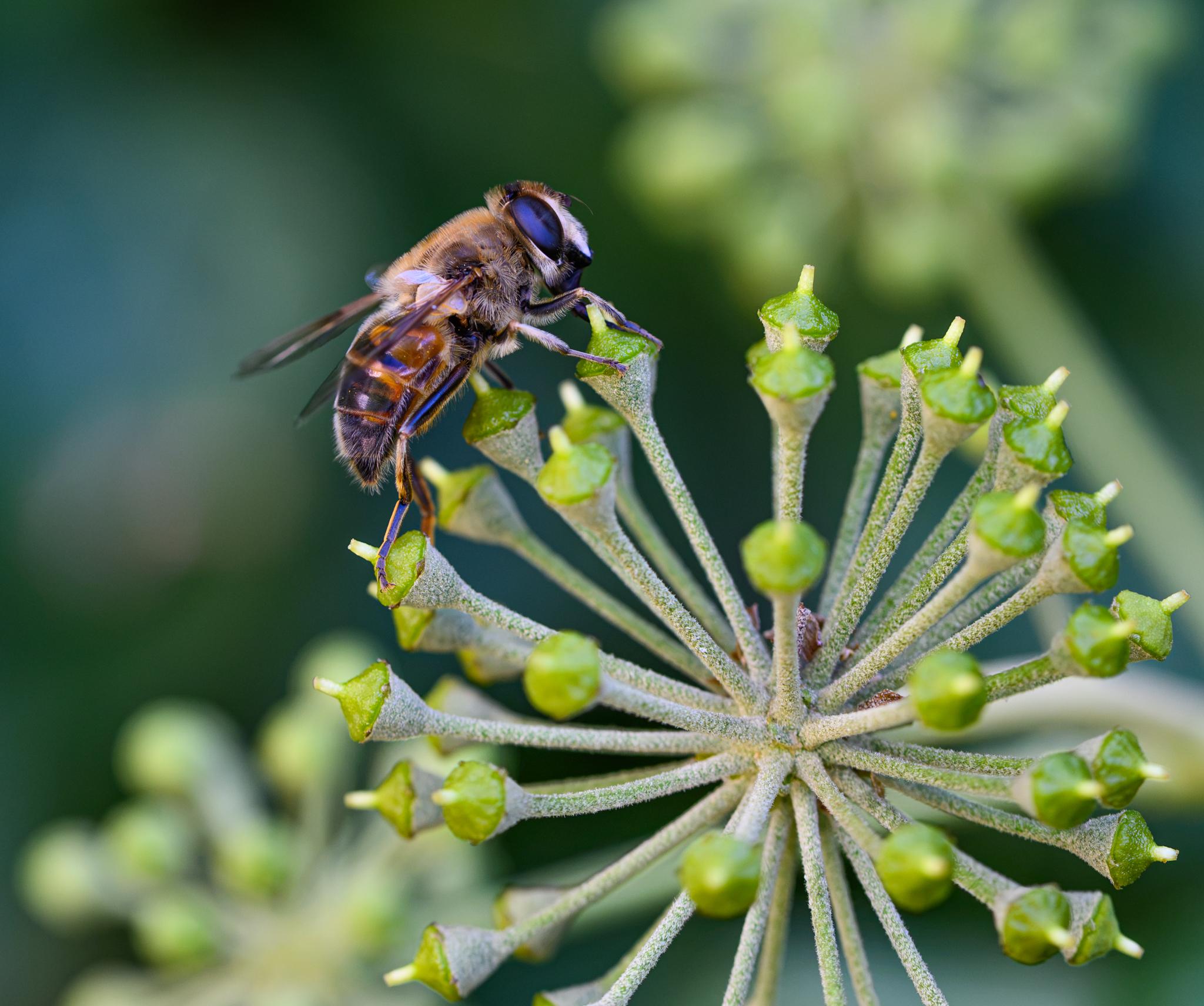 A large drone fly seen side-on on an green ivy flower. The fly has a white face, black compound eyes, and hairs all over its head. The thorax is likewise very golden hairy over a dark bronze. The abdomen is black and gold, tapering towards the end, with many fine white hairs. The legs are dark, albeit with golden hairs on the hind femora and tibia – this is a marker for E tenax relative to most of the other Eristalis species.