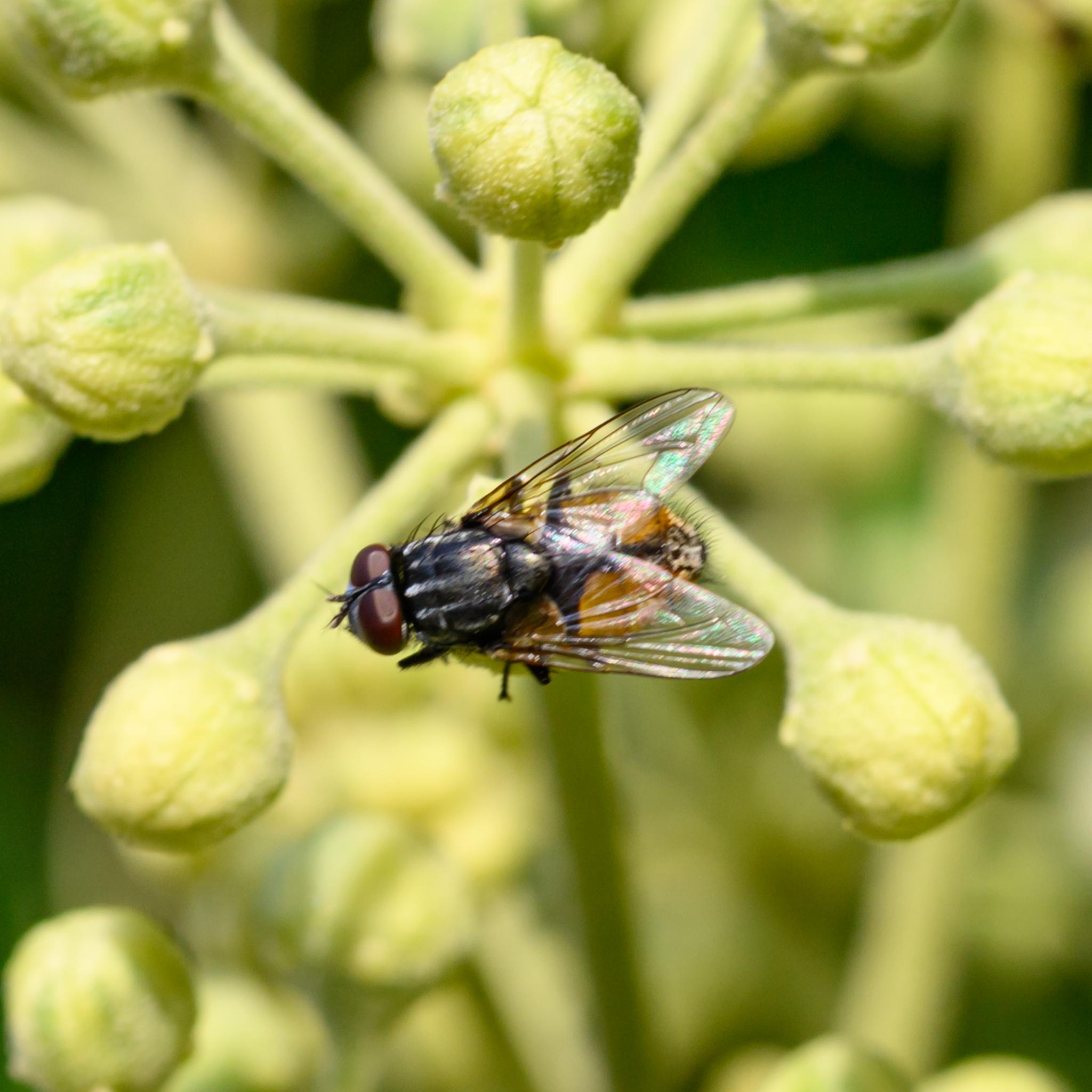 A shaky picture of a small fly seen from above on closed yellow-green ivy flowers. The fly has red compound eyes close together, marking it as male. The thorax is black with longitudinal grey stripes and black bristles. The wings are clear with hints of amber towards the base. The abdomen is black and yellow, with a black stripe running towards the tip which is black and white with relatively small black bristles.