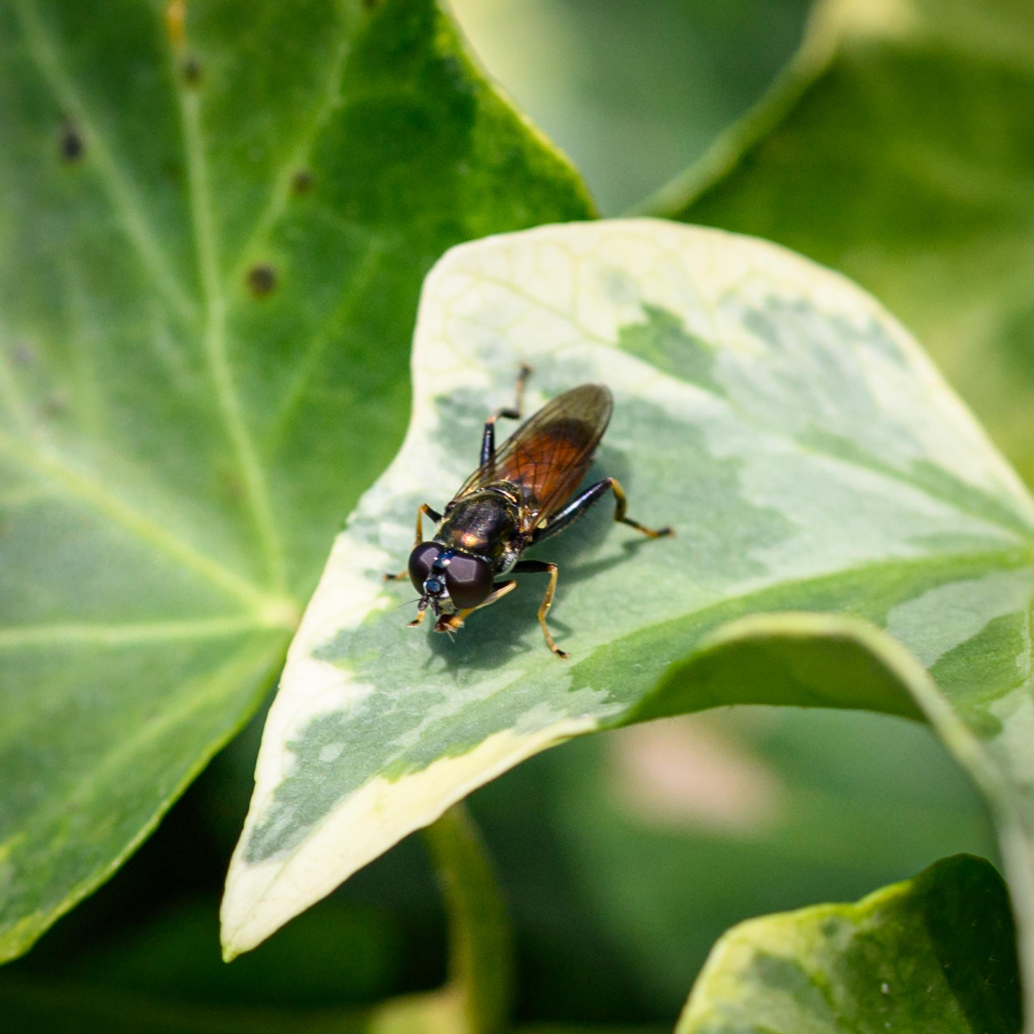 A long, stocky fly resting on a pale green ivy leaf, seen from above and in half profile. The fly has a white face with widely separated dark red compound eyes and black antennae. The thorax is a very dark shiny bronze, while the abdomen, seen through the folded dark clear amber wings, is red along most of its length, with a narrow black band and short V-spike at the top, and a wider black band at the tip. The legs have dark femora, the hind ones quite chunky. The tibia are yellow on the fore and mid-legs, half yellow and black on the hind, with yellow tarsi and black feet.