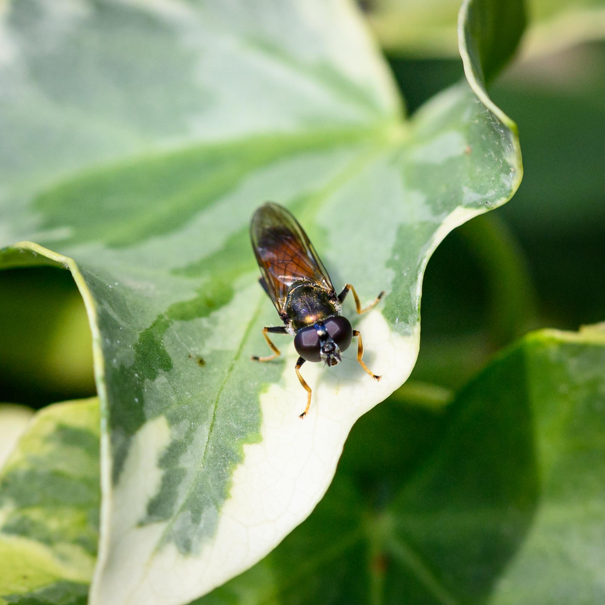 The same fly seen from in front and above showing a few more details in the face and showing the colours of the front two pairs of legs nicely. Some dusting and hairs are seen on the dark bronze thorax.