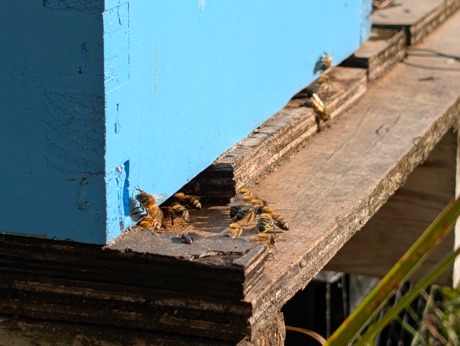 A group of honeybees is clustered at the entrance of a rough, wooden ledge of a beehive.