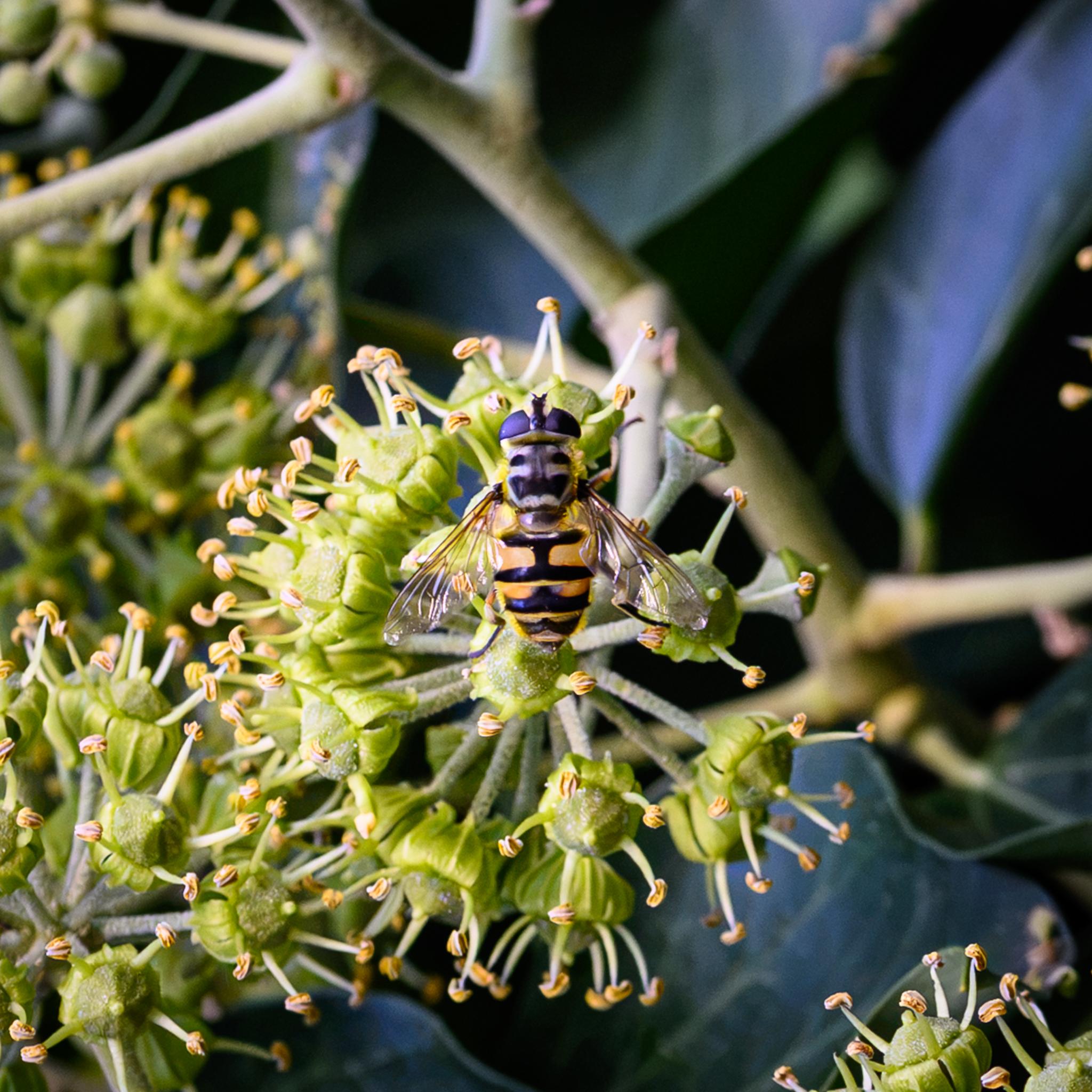 A large hoverfly seen from behind on an ivy flower. The fly has large dark brown compound eyes and a black and yellow banded abdomen. The wings are clear with touches of amber near the roots. The thorax is distinctive, showing a base of white and two black lateral bands. The lower band has the classic Batman logo shape and combined the white and black resembles a deaths head (sort of).