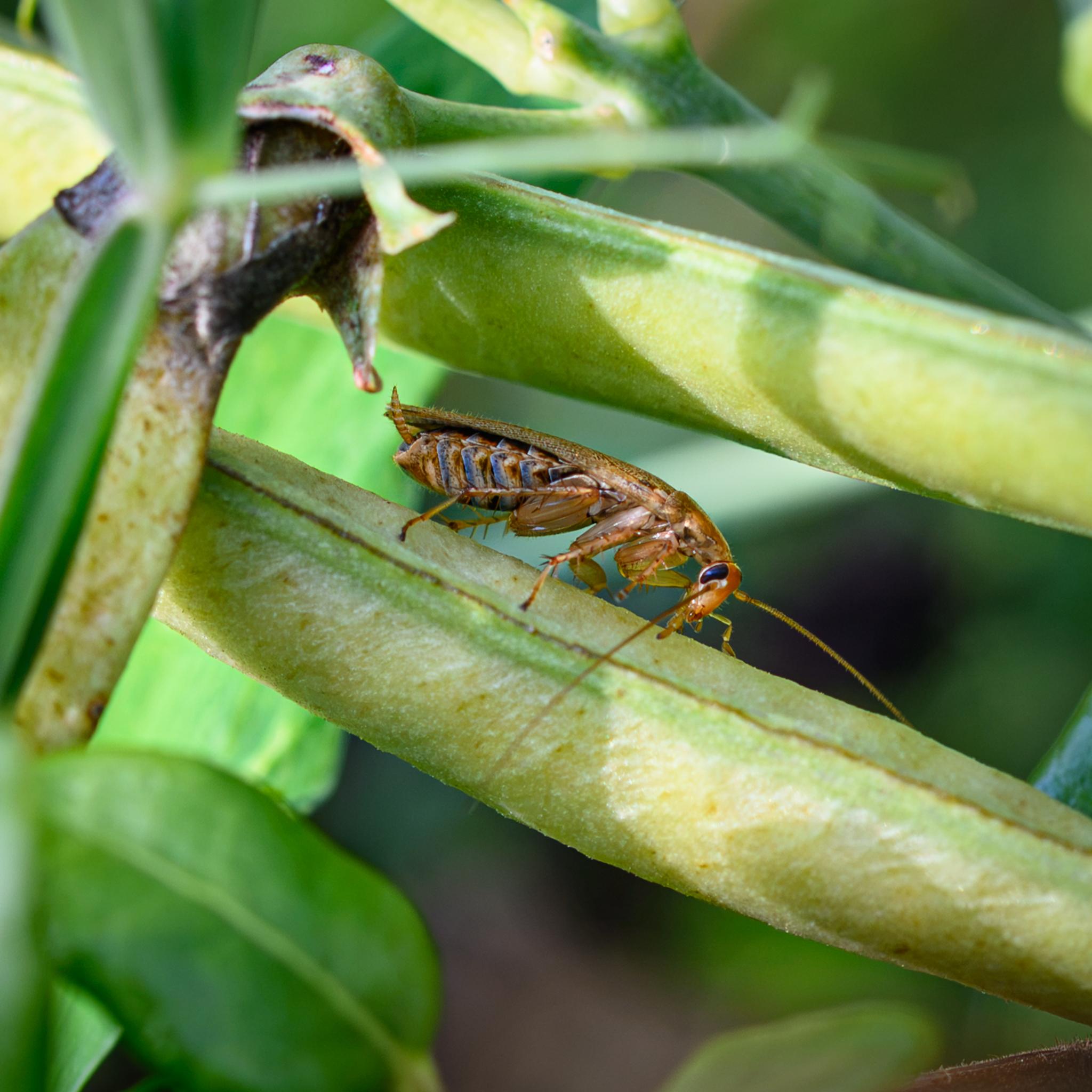 A wood cockroach seen side on running along a sweet pea pod. The arch of the amber head, with its sculpted black compound eyes, to the brown thorax and wing covers is well seen. The brown spiny legs and the light brown, dark brown, and black sternites on the underside of the abdomen are also clear, along with one of the cerci.