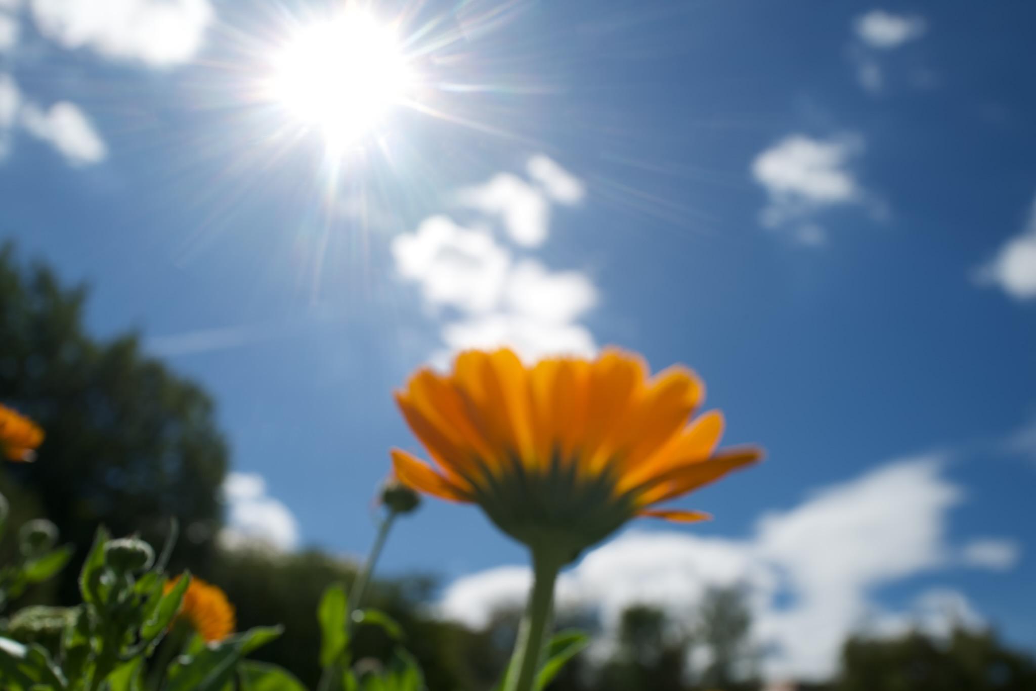 Picture of a flower, taken from the ground upwards. The main flower is bright yellow against the very blue sky with clouds. The object is blurry and not in focus. On the bottom some grass and other small flowers are visible. In the upper part is the sun with several beams (flares) in different directions.
Photo is colourfull and bright overall.