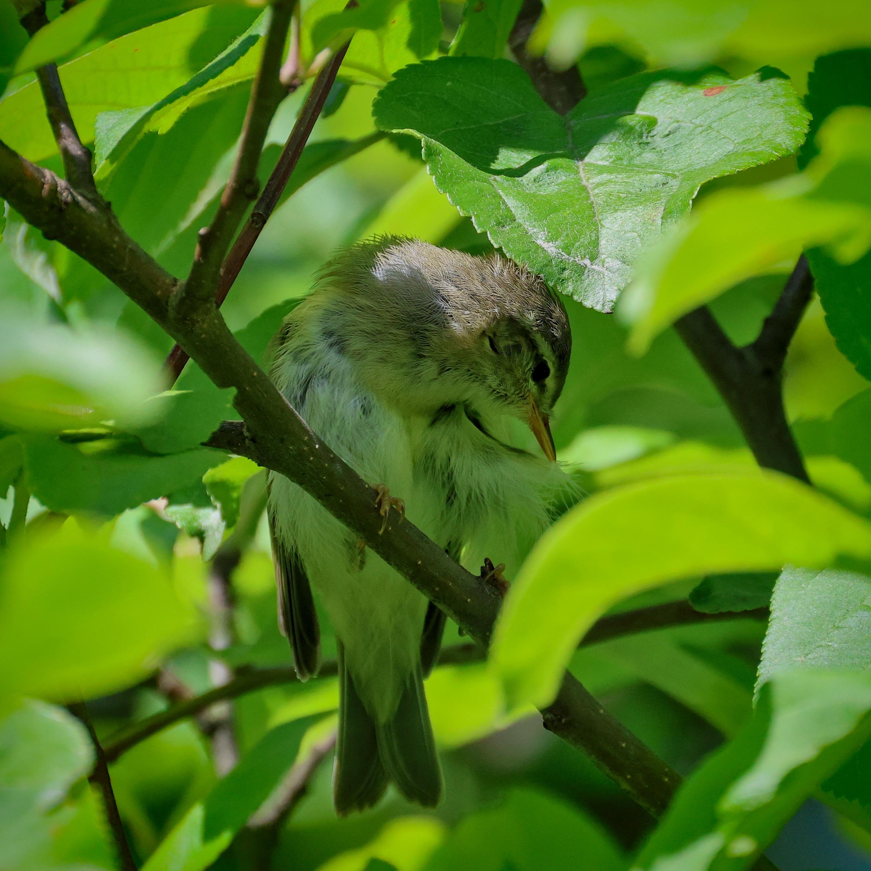 In the centre of the photo, a small bird sits on a thick branch. It is carefully preening its feathers, which makes it look very fluffy and a little ruffled. It has tilted its head down and to the side — if you look closely, you can see its ear opening.

Its plumage has a pale greenish-grey hue, which perfectly camouflages it among the leaves. Around it are bright, lush green leaves bathed in sunlight.