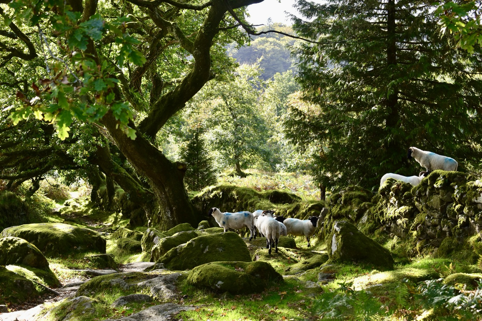 Sheep under a row of oaks on a footpath.