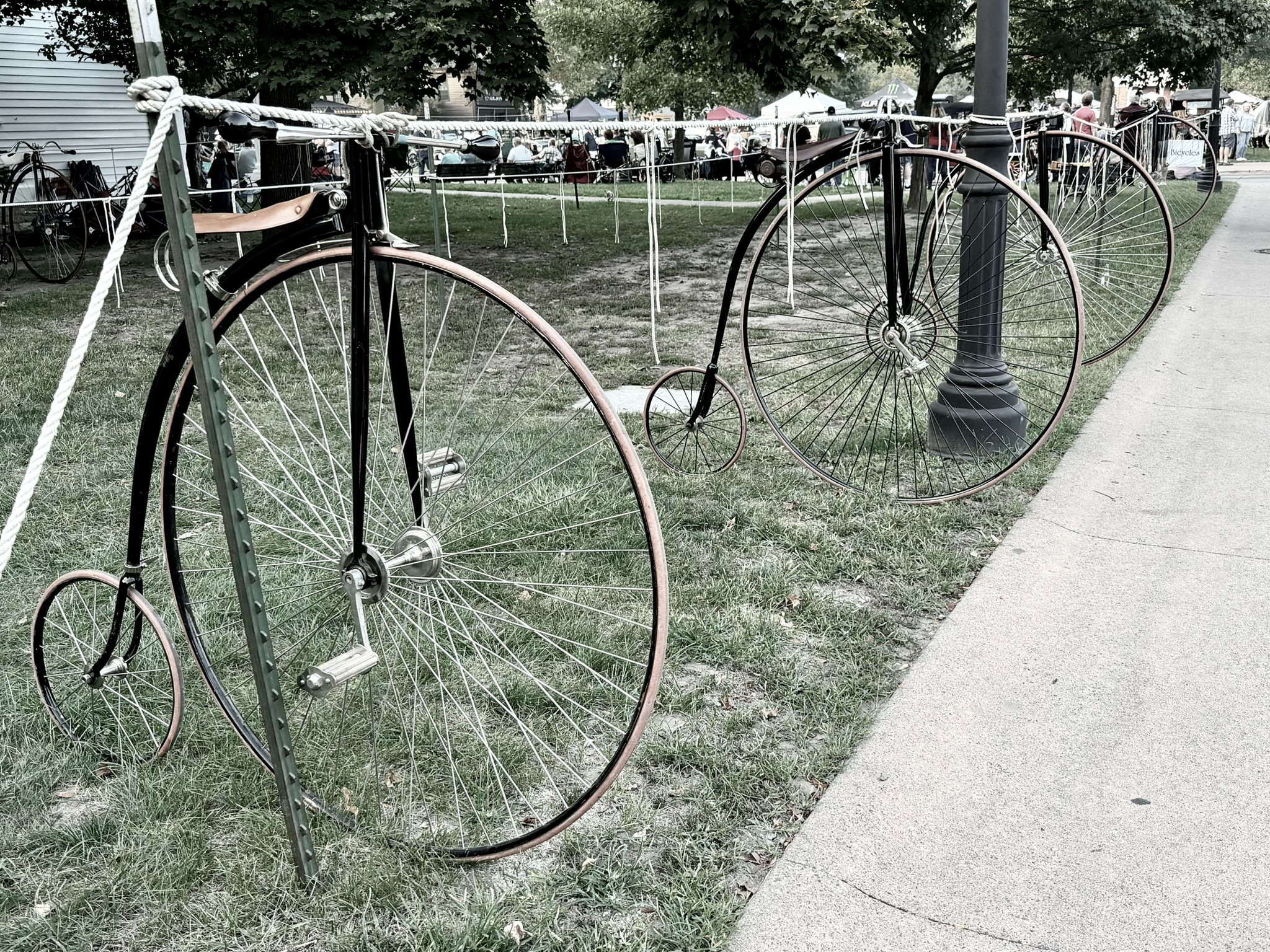 Photograph of a row of Penny farthing (aka "high seat") bicycles tied to a rope next to a lawn.
