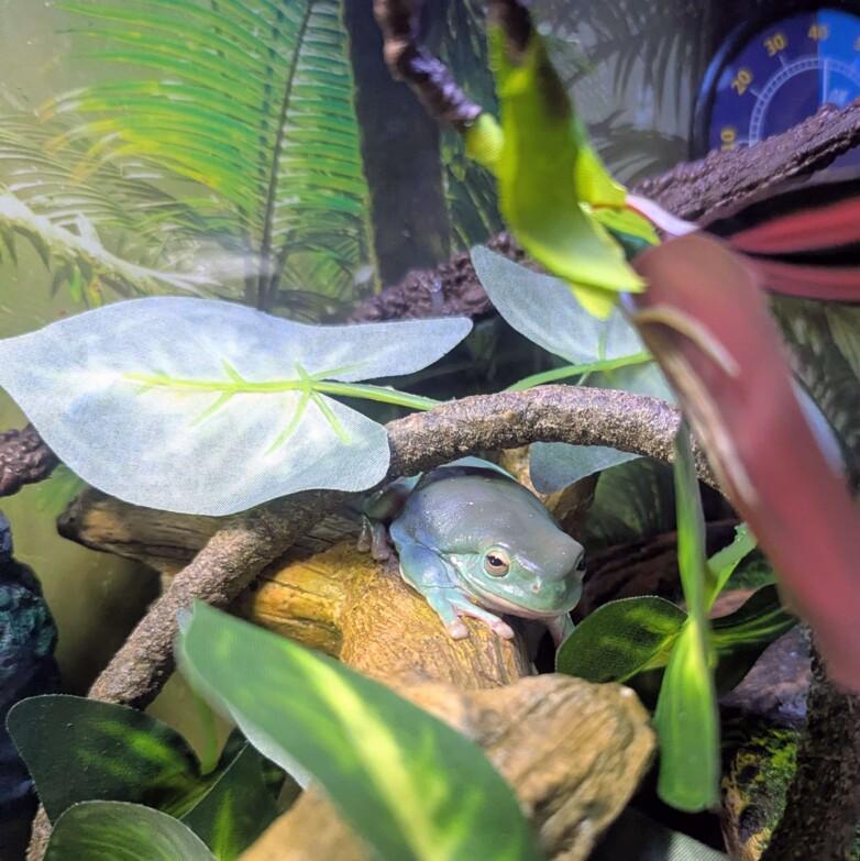 A blue-green tree frog perched on a wooden branch inside a lush terrarium with...