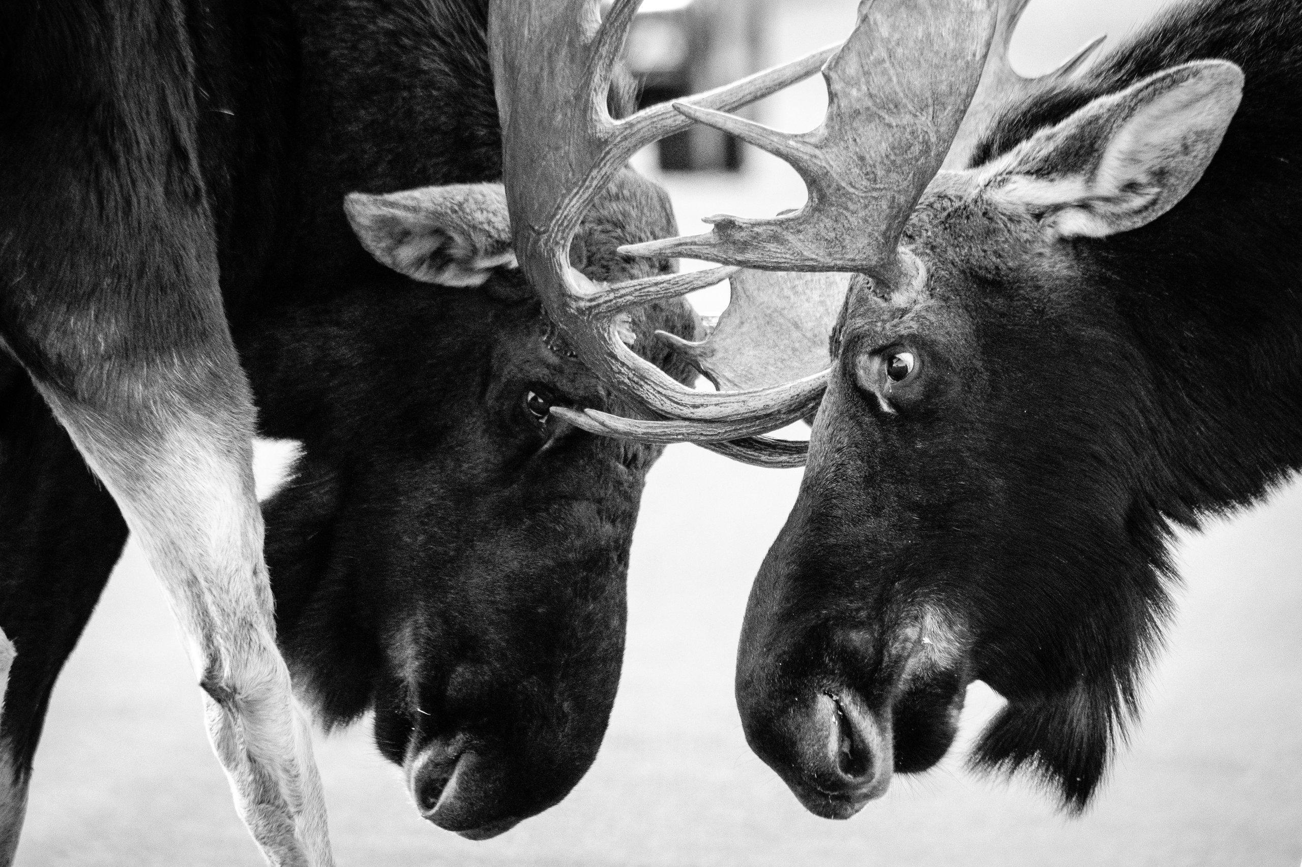 Two bull moose face to face, locking antlers and tussling in the middle of a road.