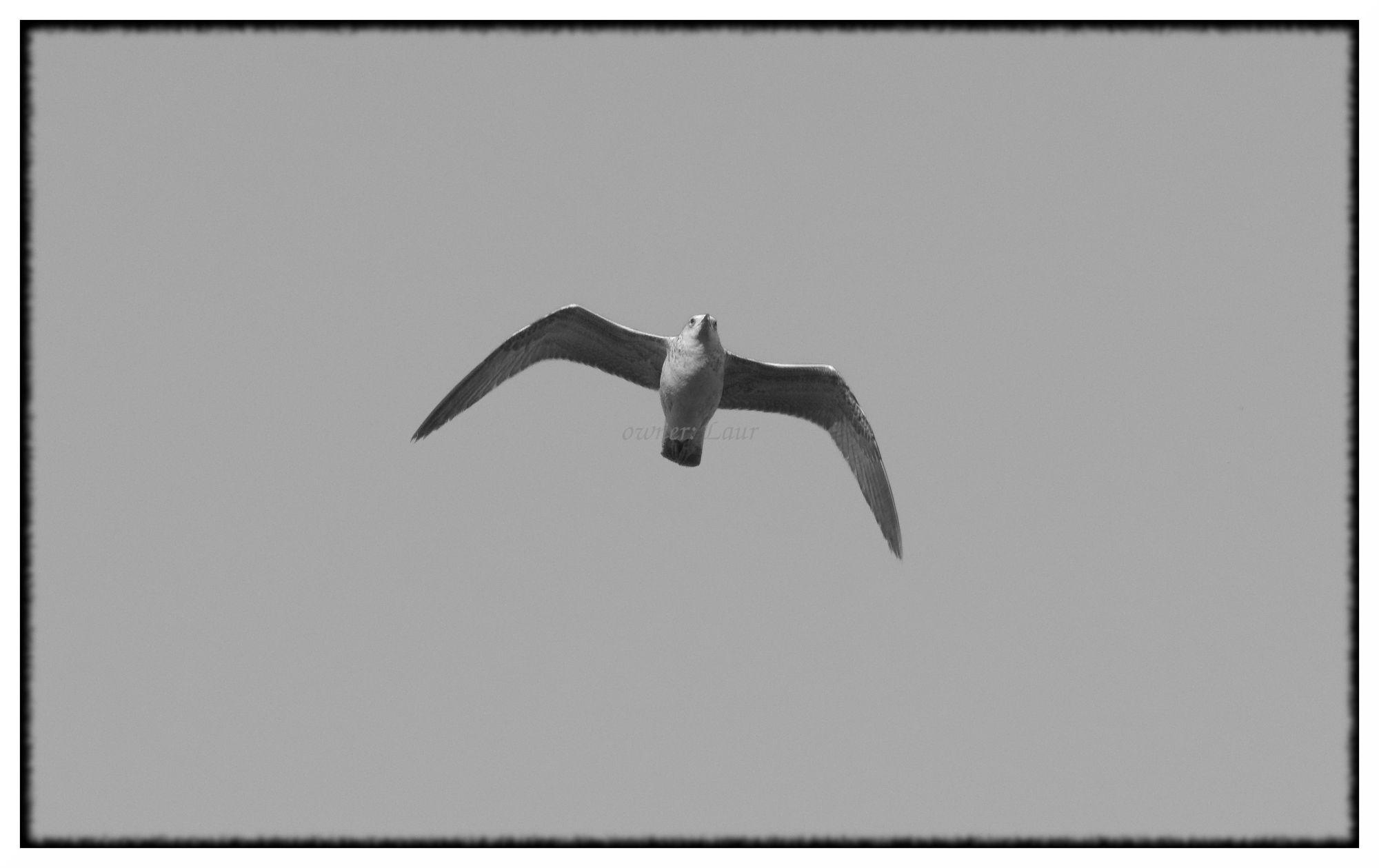 Bird, monochrome, photo