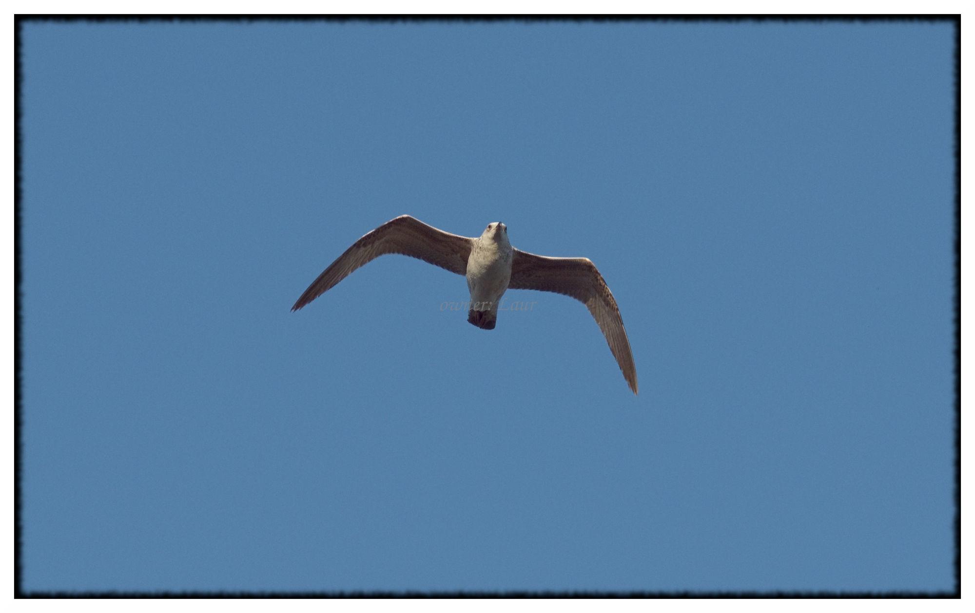 Bird, color, photo