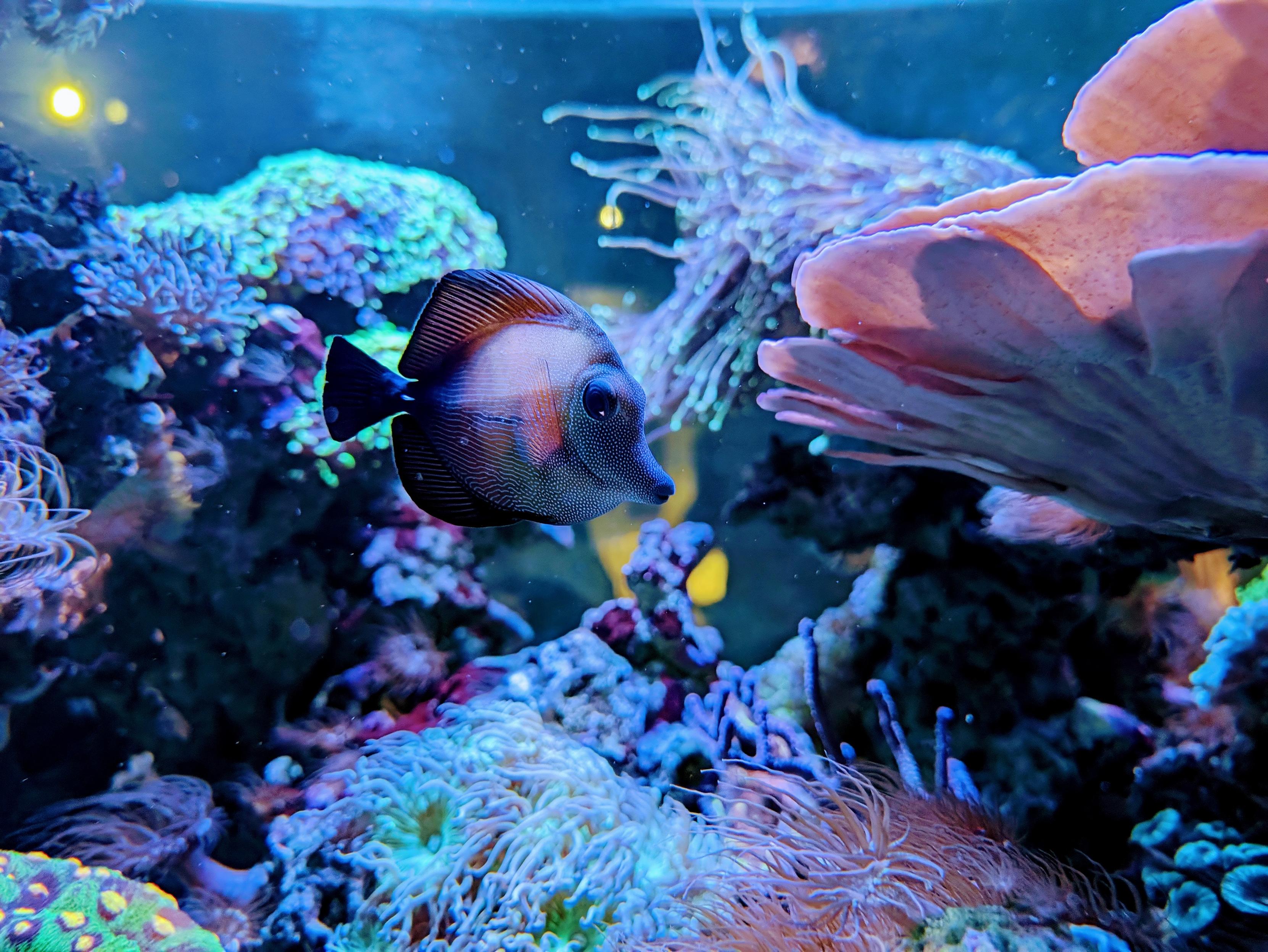Scopas Tang