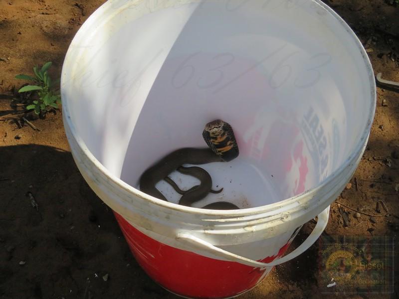 Cobra in a bucket
